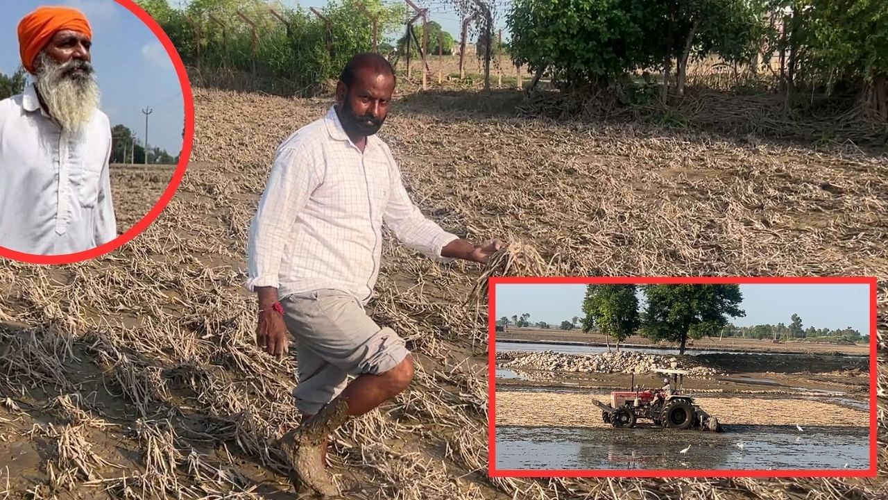 ਸਤਲੁਜ ਦਰਿਆ ਦਾ ਪਾਣੀ ਘਟਣ ਤੋਂ ਬਾਅਦ ਜ਼ਮੀਨੀ ਹਾਲਾਤ, ਫਸਲਾਂ ਪੂਰੀ ਤਰ੍ਹਾਂ ਬਰਬਾਦ, ਲੋਕ ਪ੍ਰੇਸ਼ਾਨ