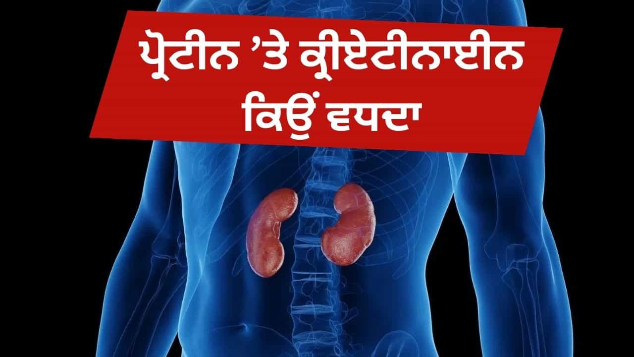 ਕਿਡਨੀ ਵਿੱਚ ਪ੍ਰੋਟੀਨ ਅਤੇ ਕ੍ਰੀਏਟੀਨਾਈਨ ਕਿਉਂ ਵਧਦਾ ਹੈ? ਇਹ ਕਿੰਨਾ ਖ਼ਤਰਨਾਕ ਹੈ, ਇਸ ਨੂੰ ਕਿਵੇਂ ਕੰਟਰੋਲ ਕੀਤਾ ਜਾਵੇ