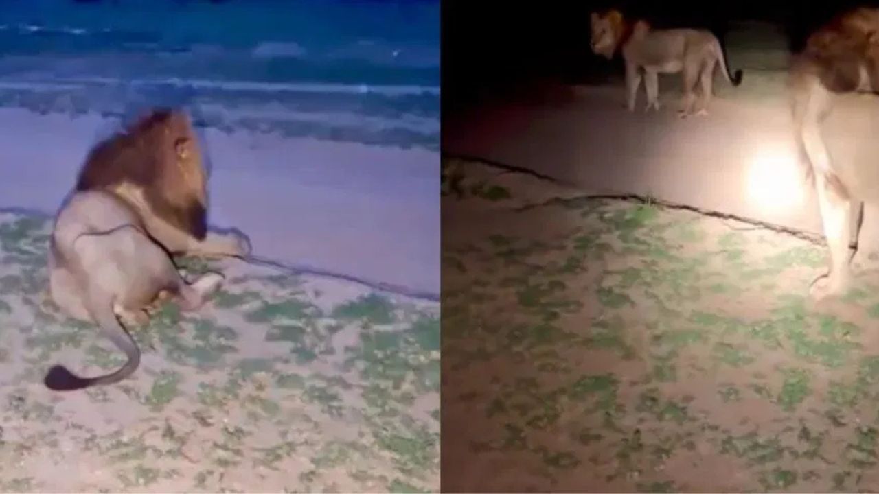 VIDEO: ਇਨਸਾਨ ਹੀ ਨਹੀਂ, ਅਸਮਾਨੀ ਬਿਜਲੀ ਤੋਂ ਸ਼ੇਰਾਂ ਨੂੰ ਵੀ ਲੱਗਦਾ ਹੈ ਡਰ, ਯਕੀਨ ਨਾ ਹੋਵੇ ਤਾਂ ਵੇਖ ਲਵੋ ਇਹ ਵੀਡੀਓ