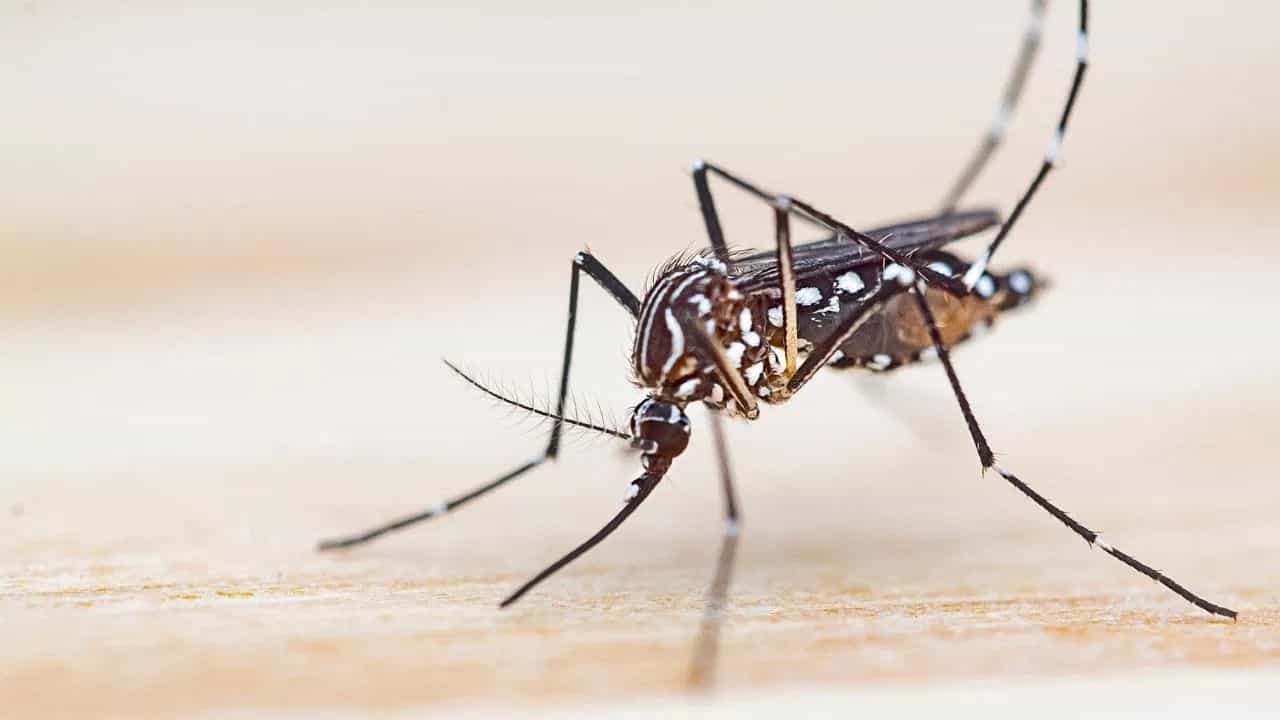 ਮਲੇਰੀਆ ਦੇ ਸ਼ੁਰੂਆਤੀ ਲੱਛਣ ਕੀ ਹਨ ਅਤੇ ਇਸ ਨੂੰ ਕਿਵੇਂ ਰੋਕਿਆ ਜਾਵੇ?