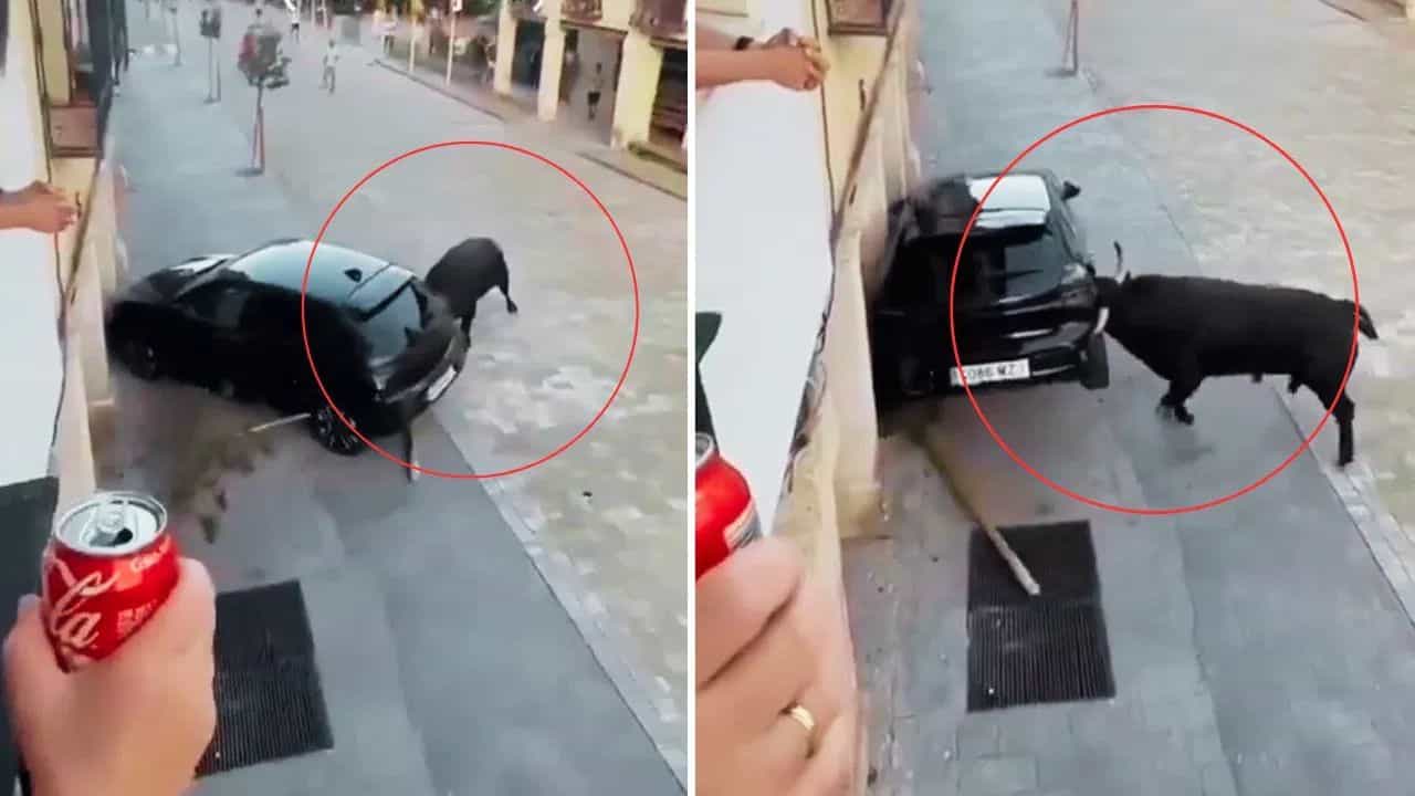 Viral: ਕਿੰਨਾ ਤਾਕਤਵਰ ਹੁੰਦਾ ਹੈ ਸਾਂਡ, ਇਸ ਨੂੰ ਦੇਖ ਕੇ ਲੱਗ ਜਾਵੇਗਾ ਪਤਾ Viral: ਕਿੰਨਾ ਤਾਕਤਵਰ ਹੁੰਦਾ ਹੈ ਸਾਂਡ, ਇਸ ਨੂੰ ਦੇਖ ਕੇ ਲੱਗ ਜਾਵੇਗਾ ਪਤਾ