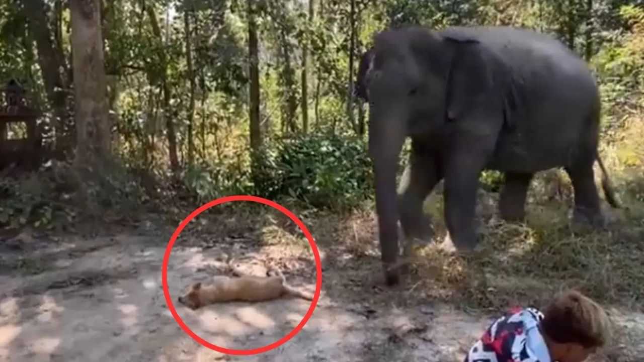 ਮਾਫ਼ ਕਰਨਾ, ਮੈਂ ਦੇਖਿਆ ਨਹੀਂ ... ਕੁੱਤੇ ਦੇ ਕਾਰਨ ਹਾਥੀ ਨੇ ਬਦਲਿਆ ਰਸਤਾ, VIDEO ਦੇਖ ਕੇ ਆ ਜਾਵੇਗਾ ਮਜ਼ਾ -Viral Video ਮਾਫ਼ ਕਰਨਾ, ਮੈਂ ਦੇਖਿਆ ਨਹੀਂ ... ਕੁੱਤੇ ਦੇ ਕਾਰਨ ਹਾਥੀ ਨੇ ਬਦਲਿਆ ਰਸਤਾ, VIDEO ਦੇਖ ਕੇ ਆ ਜਾਵੇਗਾ ਮਜ਼ਾ -Viral Video