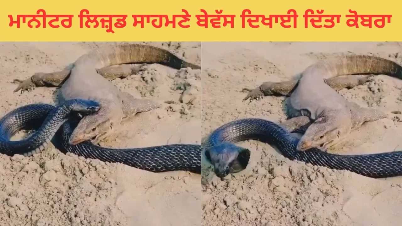ਮਾਨੀਟਰ ਲਿਜਰਡ (Monitor Lizard) ਦੇ ਸਾਹਮਣੇ ਦਿਖੀ ਕੋਬਰਾ ਦੀ ਬੇਵੱਸੀ, Video ਦੇਖ ਲੋਕਾਂ ਨੇ ਮਾਰੇ ਮੱਥੇ ਤੇ ਹੱਥੇ -Viral Video ਮਾਨੀਟਰ ਲਿਜਰਡ (Monitor Lizard) ਦੇ ਸਾਹਮਣੇ ਦਿਖੀ ਕੋਬਰਾ ਦੀ ਬੇਵੱਸੀ, Video ਦੇਖ ਲੋਕਾਂ ਨੇ ਮਾਰੇ ਮੱਥੇ ਤੇ ਹੱਥੇ -Viral Video