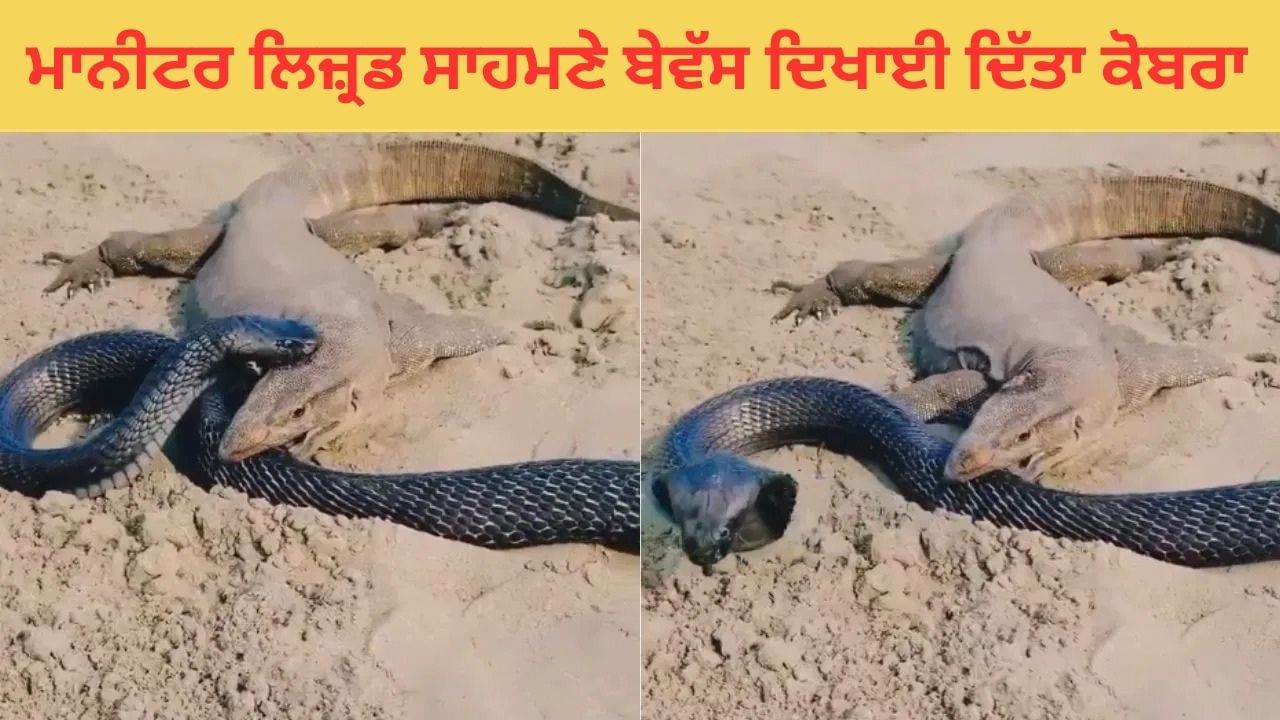 ਮਾਨੀਟਰ ਲਿਜਰਡ (Monitor Lizard) ਦੇ ਸਾਹਮਣੇ ਦਿਖੀ ਕੋਬਰਾ ਦੀ ਬੇਵੱਸੀ, Video ਦੇਖ ਲੋਕਾਂ ਨੇ ਮਾਰੇ ਮੱਥੇ ਤੇ ਹੱਥੇ -Viral Video