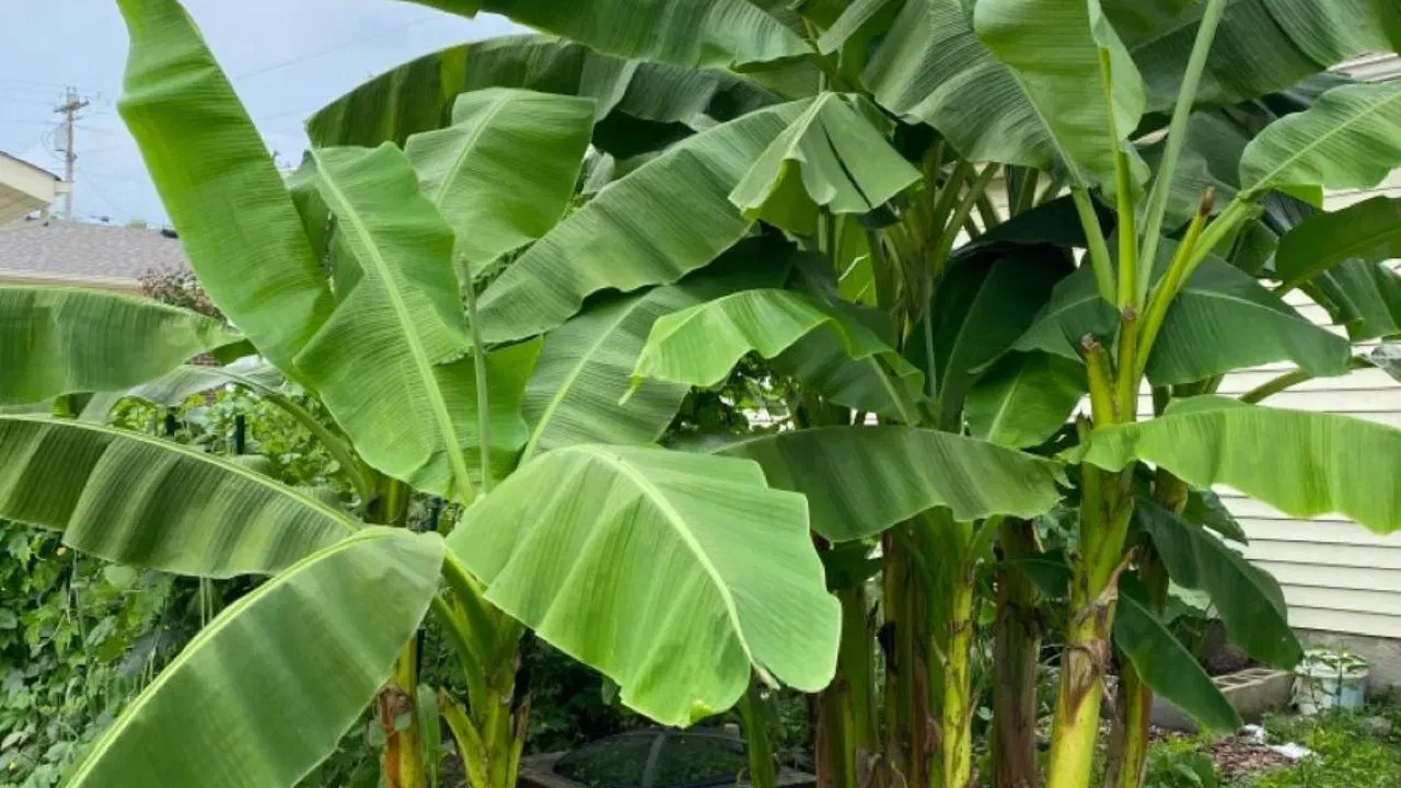 ਪਿਤ੍ਰ ਪੱਖ ਦੌਰਾਨ ਘਰ ਵਿੱਚ ਕੇਲੇ ਦਾ ਪੌਦਾ ਲਗਾਉਣਾ ਵੀ ਸ਼ੁਭ ਮੰਨਿਆ ਜਾਂਦਾ ਹੈ। ਕੇਲਾ ਭਗਵਾਨ ਵਿਸ਼ਨੂੰ ਦਾ ਮਨਪਸੰਦ ਭੋਗ ਹੈ ਅਤੇ ਉਨ੍ਹਾਂ ਨੂੰ ਚੜ੍ਹਾਇਆ ਜਾਂਦਾ ਹੈ। ਪਿਤ੍ਰ ਪੱਖ ਦੌਰਾਨ ਕੇਲੇ ਦਾ ਪੌਦਾ ਲਗਾਉਣ ਨਾਲ ਘਰ ਵਿੱਚ ਕਦੇ ਵੀ ਧਨ ਅਤੇ ਅਨਾਜ ਦੀ ਕਮੀ ਨਹੀਂ ਹੁੰਦੀ।