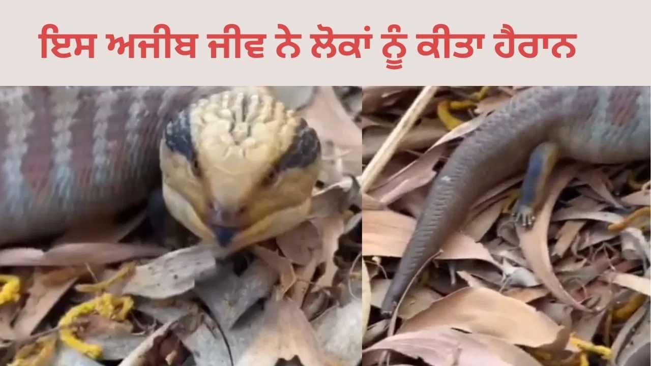 Viral Video: ਸੱਪ ਵਰਗਾ ਮੂੰਹ, ਛੋਟੀ ਪੂੰਛ ਤੇ ਨੀਲੀ ਜੀਭ ਵਾਲਾ ਜੰਗਲ ਚ ਅਜੀਬ ਜੀਵ, ਦੇਖ ਲੋਕ ਵੀ ਹੈਰਾਨ Viral Video: ਸੱਪ ਵਰਗਾ ਮੂੰਹ, ਛੋਟੀ ਪੂੰਛ ਤੇ ਨੀਲੀ ਜੀਭ ਵਾਲਾ ਜੰਗਲ ਚ ਅਜੀਬ ਜੀਵ, ਦੇਖ ਲੋਕ ਵੀ ਹੈਰਾਨ