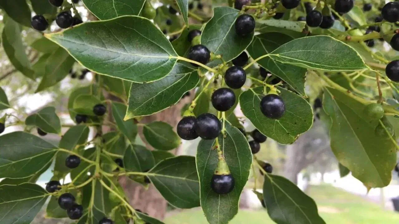 ਜੇਕਰ ਤੁਸੀਂ ਘਰ ਵਿੱਚ ਕਪੂਰ ਉਗਾਉਣਾ ਚਾਹੁੰਦੇ ਹੋ, ਤਾਂ ਤੁਸੀਂ ਇਸਨੂੰ ਨਰਸਰੀ ਤੋਂ ਖਰੀਦ ਸਕਦੇ ਹੋ। ਇਸਨੂੰ ਲਗਾਉਂਦੇ ਸਮੇਂ ਚੰਗੀ ਗੁਣਵੱਤਾ ਵਾਲੀ ਮਿੱਟੀ ਦੀ ਵਰਤੋਂ ਕਰੋ ਤਾਂ ਜੋ ਪੌਦਾ ਚੰਗੀ ਤਰ੍ਹਾਂ ਵਧ ਸਕੇ।