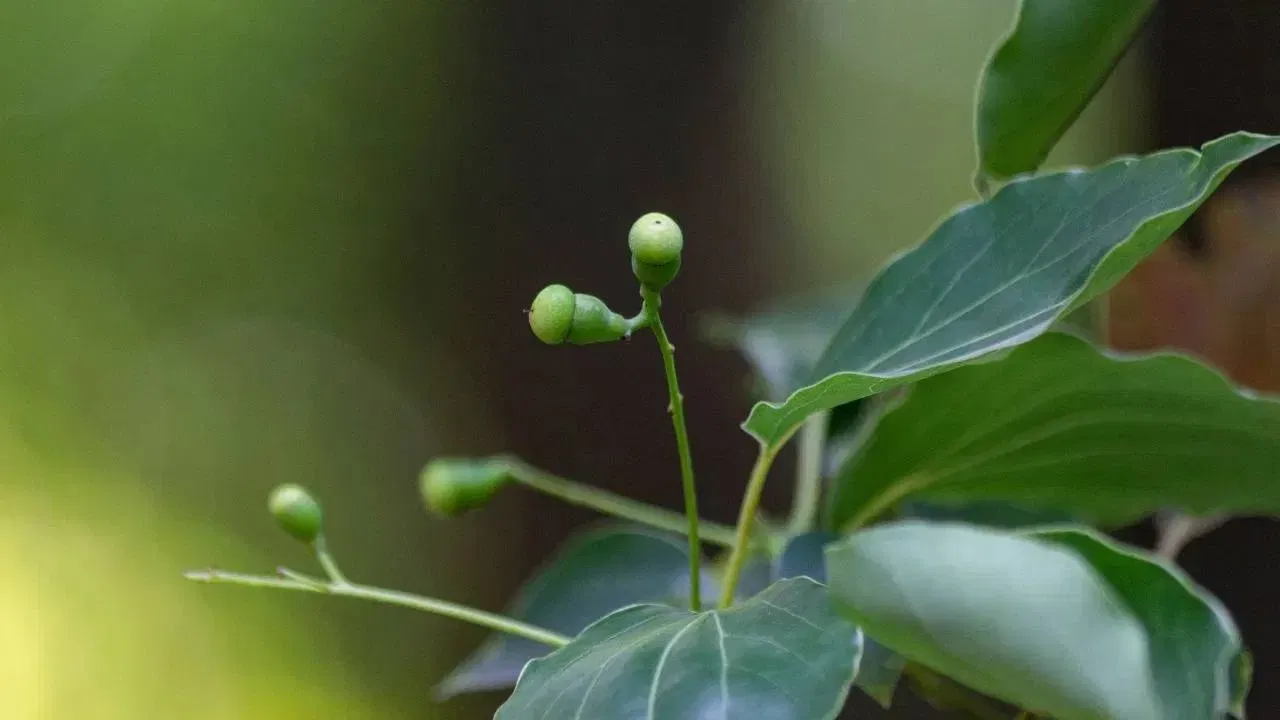 ਘਰ ਵਿੱਚ ਕਪੂਰ ਦਾ ਪੌਦਾ ਲਗਾਉਣ ਲਈ, ਗਮਲੇ ਵਿੱਚ ਚੰਗੀ ਗੁਣਵੱਤਾ ਵਾਲੀ ਮਿੱਟੀ ਅਤੇ ਖਾਦ ਮਿਲਾਓ।