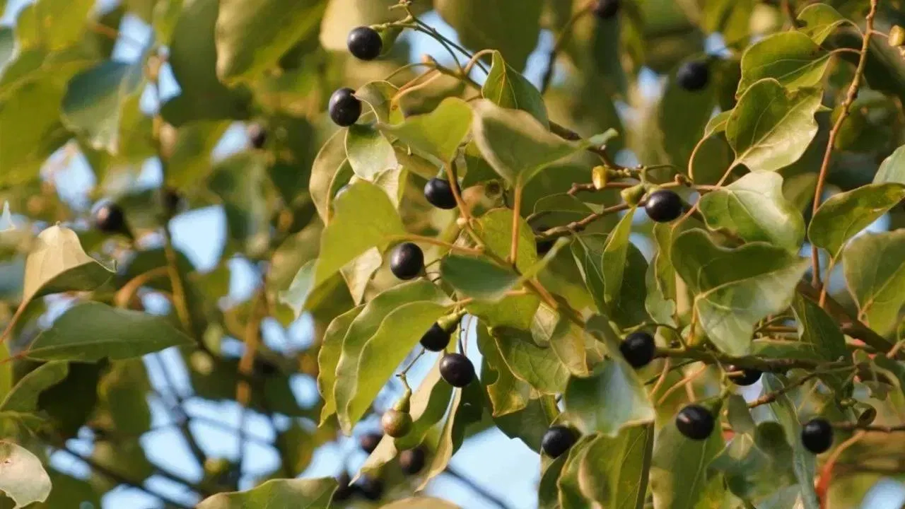 ਫਿਰ ਕਪੂਰ ਦੇ ਪੌਦੇ ਨੂੰ ਮਿੱਟੀ ਵਿੱਚ 3-4 ਇੰਚ ਡੂੰਘਾ ਲਗਾਓ ਅਤੇ ਇਸਨੂੰ ਪਾਣੀ ਦਿਓ। ਇਸ ਪੌਦੇ ਦੇ ਗਮਲੇ ਨੂੰ ਅਜਿਹੀ ਜਗ੍ਹਾ 'ਤੇ ਰੱਖੋ ਜਿੱਥੇ ਇਸਨੂੰ ਚੰਗੀ ਧੁੱਪ ਮਿਲਦੀ ਰਹੇ।