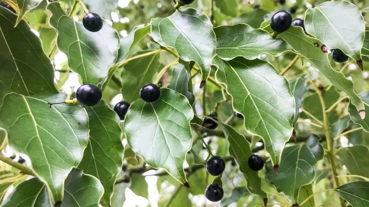 ਜੇਕਰ ਤੁਹਾਡੇ ਘਰ ਦੇ ਸਾਹਮਣੇ ਜ਼ਿਆਦਾ ਜਗ੍ਹਾ ਹੈ, ਤਾਂ ਤੁਸੀਂ ਇਸ ਪੌਦੇ ਨੂੰ ਸਿੱਧਾ ਜ਼ਮੀਨ 'ਤੇ, ਮਿੱਟੀ ਵਿੱਚ ਵੀ ਲਗਾ ਸਕਦੇ ਹੋ। ਕਪੂਰ ਦੇ ਪੌਦੇ ਦੇ ਚੰਗੇ ਵਾਧੇ ਨੂੰ ਯਕੀਨੀ ਬਣਾਉਣ ਲਈ, ਲੋੜ ਅਨੁਸਾਰ ਇਸਨੂੰ ਪਾਣੀ ਦਿੰਦੇ ਰਹੋ।