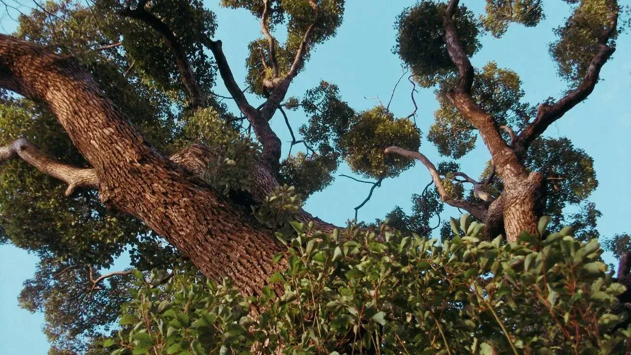 ਕਪੂਰ ਦੇ ਪੌਦੇ ਉਗਾਉਣ ਲਈ ਨਮੀ ਵਾਲੀ ਜਾਂ ਰੇਤਲੀ ਮਿੱਟੀ ਚੰਗੀ ਮੰਨੀ ਜਾਂਦੀ ਹੈ। ਇਸ ਲਈ ਯਕੀਨੀ ਬਣਾਓ ਕਿ ਇਸ ਪੌਦੇ ਨੂੰ ਲਗਾਉਣ ਵੇਲੇ ਮਿੱਟੀ ਦੀ ਗੁਣਵੱਤਾ ਢੁਕਵੀਂ ਹੋਵੇ।