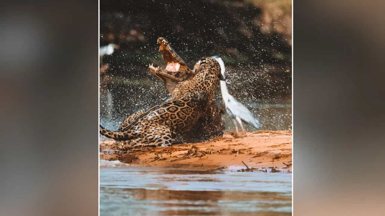 ਮਗਰਮੱਛ ਅਤੇ ਜੈਗੁਆਰ ਵਿੱਚ ਹੋਈ ਜਬਰਦਸਤ ਜੰਗ, VIDEO ਦੇਖ ਕੇ ਸਮਝ ਜਾਵੋਗੇ ਕੌਣ ਹੈ ਜ਼ਿਆਦਾ ਖ਼ਤਰਨਾਕ ਮਗਰਮੱਛ ਅਤੇ ਜੈਗੁਆਰ ਵਿੱਚ ਹੋਈ ਜਬਰਦਸਤ ਜੰਗ, VIDEO ਦੇਖ ਕੇ ਸਮਝ ਜਾਵੋਗੇ ਕੌਣ ਹੈ ਜ਼ਿਆਦਾ ਖ਼ਤਰਨਾਕ