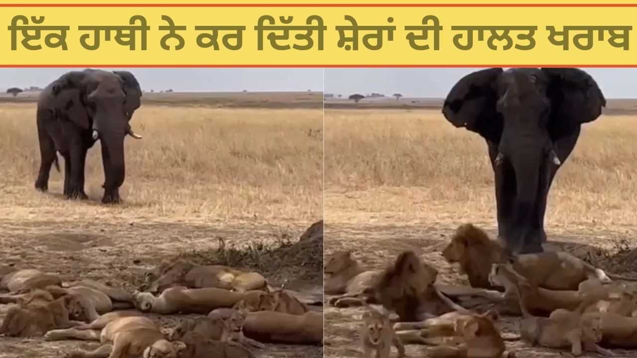 Viral Video: ਆਰਾਮ ਫਰਮਾ ਰਹੀ ਸੀ ਸ਼ੇਰਾਂ ਦੀ ਟੋਲੀ, ਅਚਾਨਕ ਹੋਈ ਹਾਥੀ ਦੀ ਐਂਟਰੀ, ਫੇਰ ਵੇਖੋ ਕੀ ਹੋਇਆ... Viral Video: ਆਰਾਮ ਫਰਮਾ ਰਹੀ ਸੀ ਸ਼ੇਰਾਂ ਦੀ ਟੋਲੀ, ਅਚਾਨਕ ਹੋਈ ਹਾਥੀ ਦੀ ਐਂਟਰੀ, ਫੇਰ ਵੇਖੋ ਕੀ ਹੋਇਆ...