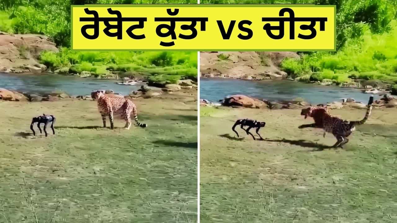 Viral Video: ਜੰਗਲ ਚ ਮਸਤੀ ਕਰ ਰਿਹਾ ਸੀ ਚੀਤਾ, ਉੱਤੋਂ ਆ ਗਿਆ ਰੋਬੋਟ ਕੁੱਤਾ, ਫਿਰ ਜੋ ਹੋਇਆ, ਵੇਖ ਕੇ ਨਹੀਂ ਰੁਕੇਗਾ ਹਾਸਾ Viral Video: ਜੰਗਲ ਚ ਮਸਤੀ ਕਰ ਰਿਹਾ ਸੀ ਚੀਤਾ, ਉੱਤੋਂ ਆ ਗਿਆ ਰੋਬੋਟ ਕੁੱਤਾ, ਫਿਰ ਜੋ ਹੋਇਆ, ਵੇਖ ਕੇ ਨਹੀਂ ਰੁਕੇਗਾ ਹਾਸਾ
