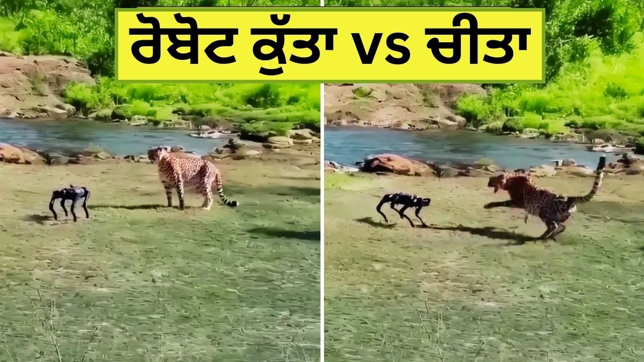 Viral Video: ਜੰਗਲ 'ਚ ਮਸਤੀ ਕਰ ਰਿਹਾ ਸੀ ਚੀਤਾ, ਉੱਤੋਂ ਆ ਗਿਆ ਰੋਬੋਟ ਕੁੱਤਾ, ਫਿਰ ਜੋ ਹੋਇਆ, ਵੇਖ ਕੇ ਨਹੀਂ ਰੁਕੇਗਾ ਹਾਸਾ