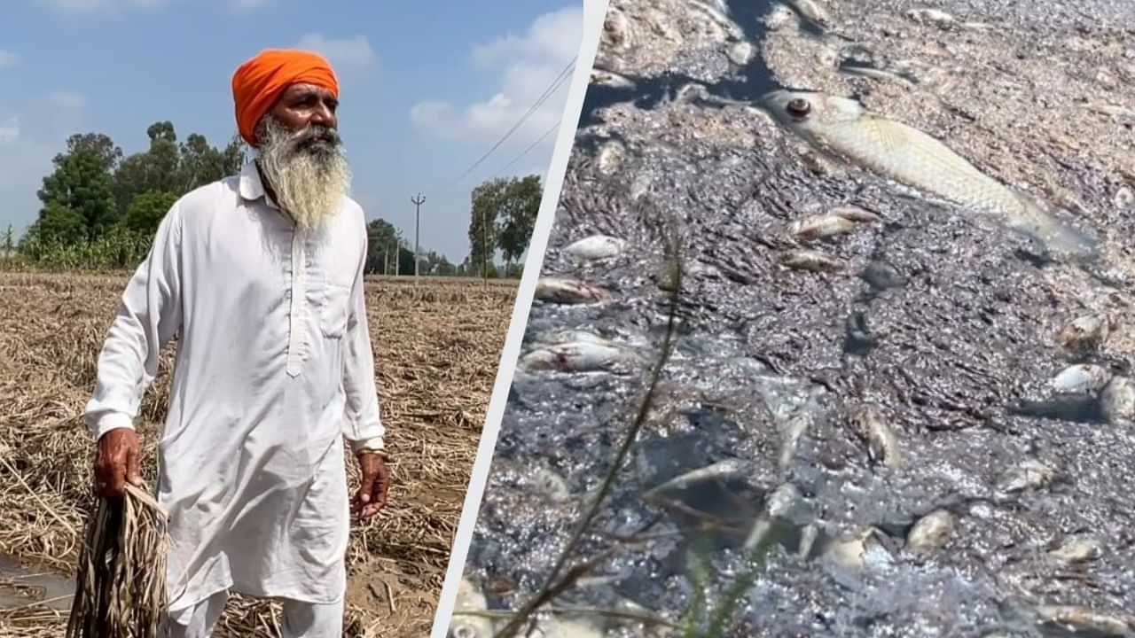 ਫਿਰੋਜ਼ਪੁਰ: ਮਰੀਆਂ ਮੱਛੀਆਂ ਦੀ ਬਦਬੂ, ਘਰਾਂ ਚ ਤਰੇੜਾਂ ਤੇ ਫਸਲ ਦਾ ਨੁਕਸਾਨ... ਹੜ੍ਹ ਦਾ ਪਾਣੀ ਉਤਰਨ ਤੋਂ ਬਾਅਦ ਵੇਖੋ ਪਿੰਡਾਂ ਦੀ Ground Report ਫਿਰੋਜ਼ਪੁਰ: ਮਰੀਆਂ ਮੱਛੀਆਂ ਦੀ ਬਦਬੂ, ਘਰਾਂ ਚ ਤਰੇੜਾਂ ਤੇ ਫਸਲ ਦਾ ਨੁਕਸਾਨ... ਹੜ੍ਹ ਦਾ ਪਾਣੀ ਉਤਰਨ ਤੋਂ ਬਾਅਦ ਵੇਖੋ ਪਿੰਡਾਂ ਦੀ Ground Report