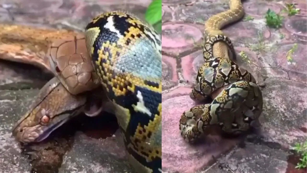 Shocking Video: ਕਿੰਗ ਕੋਬਰਾ ਤੇ ਅਜਗਰ ਵਿਚਕਾਰ ਹੋਈ ਮੌਤ ਦੀ ਜੰਗ, VIDEO ਦੇਖ ਕੇ ਹਰ ਕੋਈ ਦੰਗ