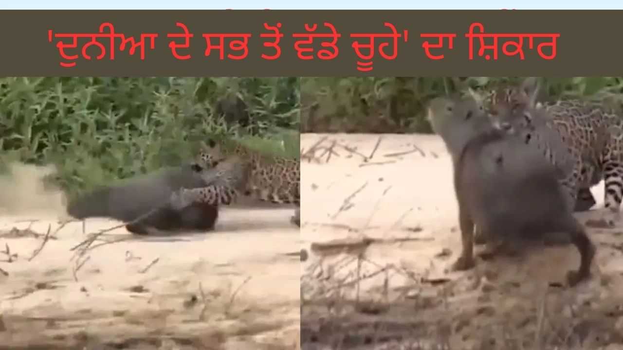 Viral Video : ਤੇਂਦੂਏ ਨੇ ਦੁਨੀਆ ਦੇ ਸਭ ਤੋਂ ਵੱਡੇ ਚੂਹੇ ਦਾ ਕਿਤਾ ਸ਼ਿਕਾਰ , ਵਾਇਰਲ Video ਨੇ ਸਭ ਨੂੰ ਹੈਰਾਨ ਕਰ ਦਿੱਤਾ Viral Video : ਤੇਂਦੂਏ ਨੇ ਦੁਨੀਆ ਦੇ ਸਭ ਤੋਂ ਵੱਡੇ ਚੂਹੇ ਦਾ ਕਿਤਾ ਸ਼ਿਕਾਰ , ਵਾਇਰਲ Video ਨੇ ਸਭ ਨੂੰ ਹੈਰਾਨ ਕਰ ਦਿੱਤਾ