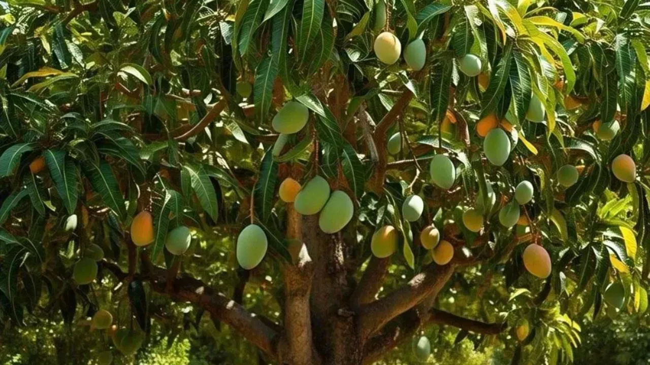 ਪਿਤ੍ਰ ਪੱਖ ਦੌਰਾਨ ਅੰਬ ਦਾ ਦਰੱਖਤ ਘਰ ਲਿਆਉਣਾ ਵੀ ਸ਼ੁਭ ਮੰਨਿਆ ਜਾਂਦਾ ਹੈ। ਸ਼ਰਾਧ ਕਰਮ ਵਿੱਚ ਅੰਬ ਦੇ ਪੱਤਿਆਂ ਦਾ ਵਿਸ਼ੇਸ਼ ਮਹੱਤਵ ਹੁੰਦਾ ਹੈ। ਅੰਬ ਦੇ ਰੁੱਖ ਨੂੰ ਖੁਸ਼ੀ ਅਤੇ ਖੁਸ਼ਹਾਲੀ ਦਾ ਪ੍ਰਤੀਕ ਮੰਨਿਆ ਜਾਂਦਾ ਹੈ।