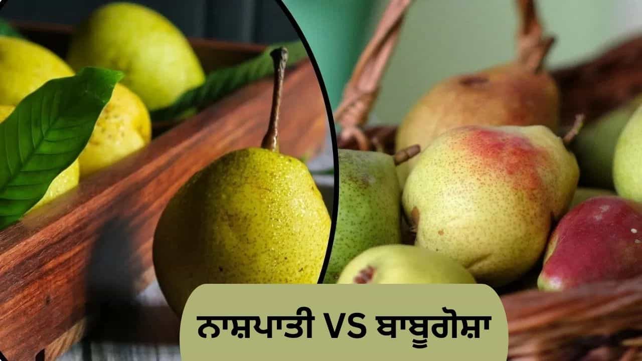 ਇੱਕੋ ਜਿਹੇ ਦਿਖਣ ਵਾਲੇ ਨਾਸ਼ਪਾਤੀ ਅਤੇ ਬੱਬੂਗੋਸ਼ਾ ਵਿੱਚ ਕੀ ਹੈ ਅੰਤਰ, Nutrition ਵੀ ਜਾਣੋ ਇੱਕੋ ਜਿਹੇ ਦਿਖਣ ਵਾਲੇ ਨਾਸ਼ਪਾਤੀ ਅਤੇ ਬੱਬੂਗੋਸ਼ਾ ਵਿੱਚ ਕੀ ਹੈ ਅੰਤਰ, Nutrition ਵੀ ਜਾਣੋ