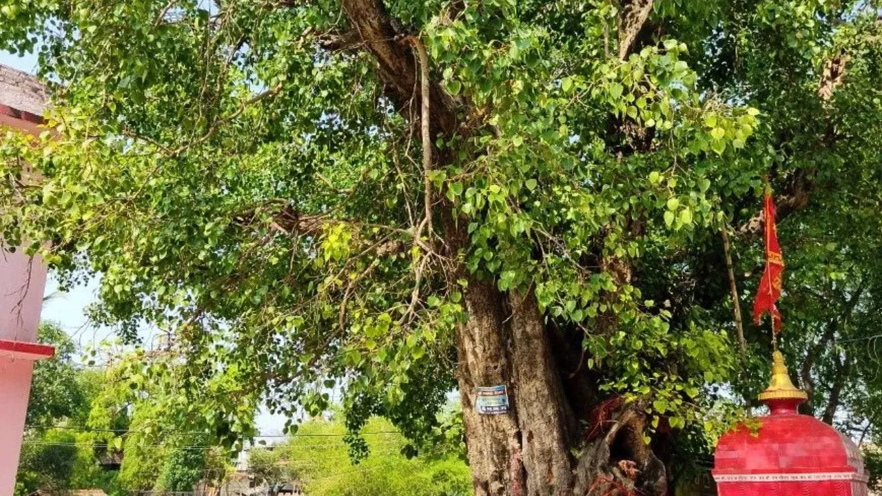 ਪਿਪਲ ਦੇ ਰੁੱਖ ਦਾ ਪਿਤ੍ਰ ਪੱਖ ਵਿੱਚ ਵਿਸ਼ੇਸ਼ ਮਹੱਤਵ ਹੈ। ਪਿਪਲ ਦੇ ਦਰਖਤ ਨੂੰ ਦੇਵਤਿਆਂ ਅਤੇ ਪੁਰਖਿਆਂ ਦਾ ਨਿਵਾਸ ਮੰਨਿਆ ਜਾਂਦਾ ਹੈ। ਪਿਤ੍ਰ ਪੱਖ ਦੌਰਾਨ ਘਰ ਤੋਂ ਕੁਝ ਦੂਰੀ 'ਤੇ ਪਿੱਪਲ ਦਾ ਦਰੱਖਤ ਲਗਾਉਣਾ ਸ਼ੁਭ ਮੰਨਿਆ ਜਾਂਦਾ ਹੈ। ਨਾਲ ਹੀ, ਦਰੱਖਤ ਹੇਠਾਂ ਸਰ੍ਹੋਂ ਦੇ ਤੇਲ ਦਾ ਦੀਵਾ ਜਗਾਉਣਾ ਬਹੁਤ ਹੀ ਪੁੰਨਯੋਗ ਹੈ। ਧਿਆਨ ਰੱਖੋ, ਘਰ ਦੇ ਵਿਹੜੇ ਵਿੱਚ ਪਿੱਪਲ ਦਾ ਦਰੱਖਤ ਲਗਾਉਣ ਨਾਲ ਸਮੱਸਿਆਵਾਂ ਵਧ ਸਕਦੀਆਂ ਹਨ, ਇਸ ਲਈ ਇਸਨੂੰ ਘਰ ਤੋਂ ਦੂਰ ਲਗਾਉਣਾ ਚਾਹੀਦਾ ਹੈ।