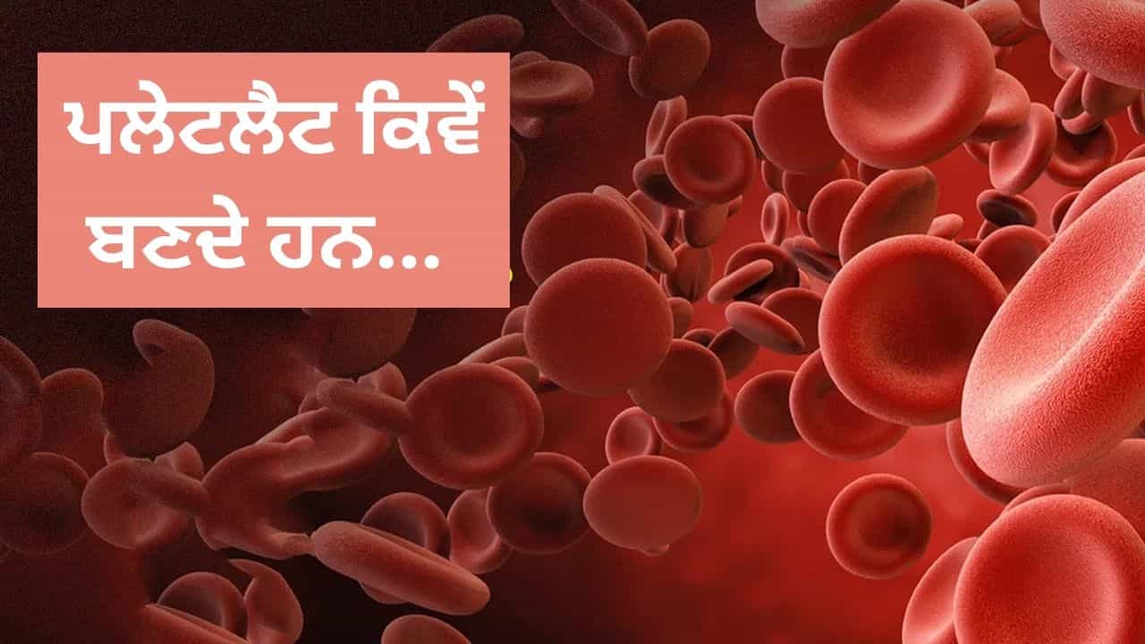 ਕੁਝ ਲੋਕਾਂ ਦੇ ਪਲੇਟਲੈਟ ਹਮੇਸ਼ਾ 1 ਤੋਂ 1.5 ਲੱਖ ਹੀ ਕਿਉਂ ਹੁੰਦੇ ਹਨ, ਕੀ ਇਹ ਲੋਕ ਖਤਰੇ ਵਿੱਚ ਹਨ? ਕੁਝ ਲੋਕਾਂ ਦੇ ਪਲੇਟਲੈਟ ਹਮੇਸ਼ਾ 1 ਤੋਂ 1.5 ਲੱਖ ਹੀ ਕਿਉਂ ਹੁੰਦੇ ਹਨ, ਕੀ ਇਹ ਲੋਕ ਖਤਰੇ ਵਿੱਚ ਹਨ?