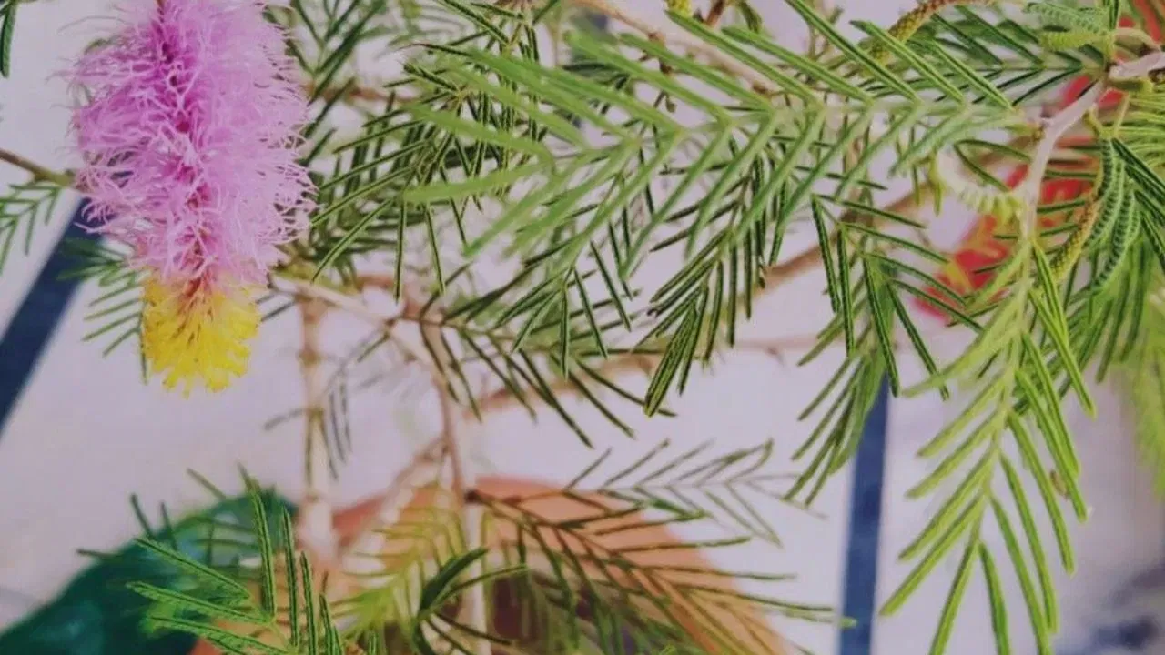 ਪਿਤ੍ਰ ਪੱਖ ਦੌਰਾਨ ਘਰ ਵਿੱਚ ਸ਼ਮੀ ਦਾ ਪੌਦਾ ਲਗਾਉਣਾ ਬਹੁਤ ਸ਼ੁਭ ਮੰਨਿਆ ਜਾਂਦਾ ਹੈ। ਸ਼ਮੀ ਦਾ ਰੁੱਖ ਪੂਰਵਜਾਂ ਅਤੇ ਸ਼ਨੀ ਦੇਵ ਦੋਵਾਂ ਨੂੰ ਪਿਆਰਾ ਹੁੰਦਾ ਹੈ। ਇਸ ਪੌਦੇ ਨੂੰ ਲਗਾਉਣ ਨਾਲ ਪੁਰਖਿਆਂ ਦਾ ਆਸ਼ੀਰਵਾਦ ਬਣਿਆ ਰਹਿੰਦਾ ਹੈ ਅਤੇ ਜੀਵਨ ਦੀਆਂ ਮੁਸੀਬਤਾਂ ਦੂਰ ਹੁੰਦੀਆਂ ਹਨ। ਇਸਨੂੰ ਘਰ ਦੇ ਵਿਹੜੇ, ਛੱਤ ਜਾਂ ਬਾਲਕੋਨੀ ਵਿੱਚ ਲਗਾਉਣਾ ਚੰਗਾ ਮੰਨਿਆ ਜਾਂਦਾ ਹੈ।