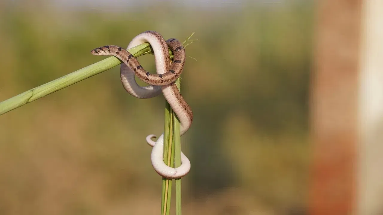 ਸੜਿਆ ਹੋਇਆ ਕੂੜਾ ਜਾਂ ਗਿੱਲੀ ਘਾਹ: ਜੇਕਰ ਘਰ ਦੇ ਆਲੇ-ਦੁਆਲੇ ਪੱਤਿਆਂ ਜਾਂ ਸੜੇ ਹੋਏ ਕੂੜੇ ਦਾ ਢੇਰ ਹੋਣ ਤਾਂ ਇਹ ਸੱਪਾਂ ਲਈ ਇੱਕ ਚੰਗੀ ਜਗ੍ਹਾ ਮੰਨੀ ਜਾਂਦੀ ਹੈ। ਇਨ੍ਹਾਂ ਥਾਵਾਂ 'ਤੇ ਚੂਹੇ ਅਤੇ ਹੋਰ ਕੀੜੇ-ਮਕੌੜੇ ਵੀ ਵੱਡੀ ਗਿਣਤੀ ਵਿੱਚ ਹੁੰਦੇ ਹਨ, ਜੋ ਕਿ ਸੱਪਾਂ ਦਾ ਮਨਪਸੰਦ ਭੋਜਨ ਹਨ। ਸੱਪ ਚੂਹਿਆਂ ਅਤੇ ਕੀੜਿਆਂ ਦੀ ਭਾਲ ਵਿੱਚ ਅਜਿਹੀਆਂ ਥਾਵਾਂ 'ਤੇ ਆਉਂਦੇ ਹਨ। ਇਸ ਲਈ, ਘਰ ਦੇ ਆਲੇ-ਦੁਆਲੇ ਕੂੜਾ ਇਕੱਠਾ ਨਾ ਹੋਣ ਦਿਓ। ਨਿਯਮਿਤ ਤੌਰ 'ਤੇ ਸਫਾਈ ਕਰਦੇ ਰਹੋ।