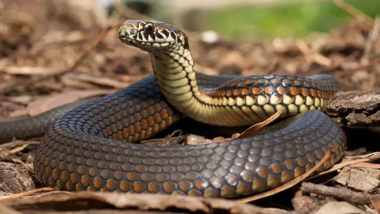 ਪਰ, ਕਈ ਵਾਰ, ਭਾਵੇਂ ਤੁਸੀਂ ਕਿੰਨੇ ਵੀ ਸਾਵਧਾਨ ਰਹੋ, ਸੱਪ ਤੁਹਾਡੇ ਘਰ ਵਿੱਚ ਦਾਖਲ ਹੋ ਹੀ ਜਾਂਦੇ ਹਨ। ਇਸਦਾ ਮੁੱਖ ਕਾਰਨ ਇਹ ਹੈ ਕਿ ਤੁਹਾਡੇ ਘਰ ਵਿੱਚ ਜਾਂ ਤੁਹਾਡੇ ਘਰ ਦੇ ਆਲੇ-ਦੁਆਲੇ ਕੁਝ ਚੀਜ਼ਾਂ ਹਨ ਜੋ ਉਨ੍ਹਾਂ ਨੂੰ ਆਕਰਸ਼ਿਤ ਕਰਦੀਆਂ ਹਨ। ਆਓ ਜਾਣਦੇ ਹਾਂ ਉਹ ਪੰਜ ਚੀਜ਼ਾਂ ਕੀ ਹਨ ਜੋ ਸੱਪਾਂ ਨੂੰ ਆਕਰਸ਼ਿਤ ਕਰਦੀਆਂ ਹਨ।