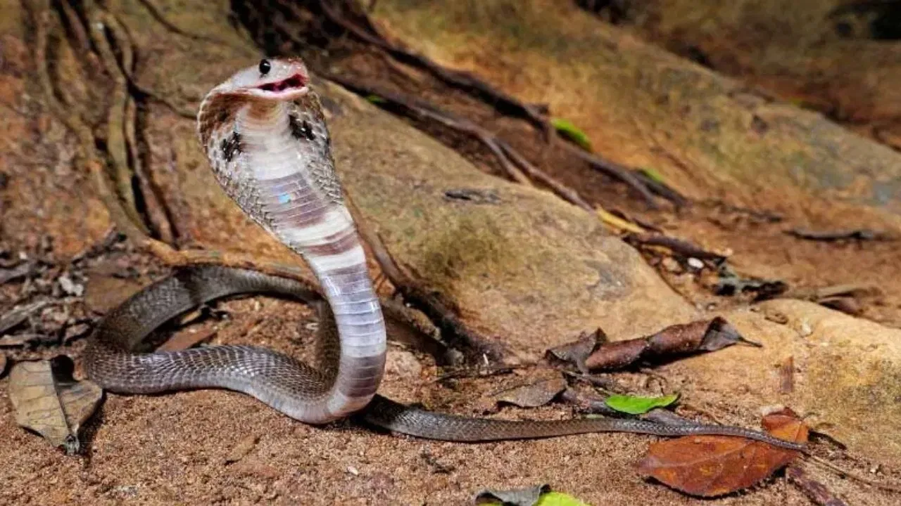 ਸੱਪ ਦਾ ਨਾਮ ਸੁਣਦੇ ਹੀ ਸਾਡੇ ਚੋਂ ਜਿਆਦਾਤਰ ਲੋਕਾਂ ਦੇ ਚਿਹਰੇ ਤੇ ਦਹਿਸ਼ਤ ਫੈਲ ਜਾਂਦੀ ਹੈ। ਇਸ ਲਈ ਅਸੀਂ ਜਿੰਨਾ ਹੋ ਸਕੇ ਉਨ੍ਹਾਂ ਤੋਂ ਦੂਰ ਰਹਿਣ ਦੀ ਕੋਸ਼ਿਸ਼ ਕਰਦੇ ਹਾਂ। ਖਾਸ ਕਰਕੇ, ਅਸੀਂ ਸੱਪਾਂ ਨੂੰ ਆਪਣੇ ਘਰਾਂ ਤੋਂ ਦੂਰ ਰੱਖਣ ਲਈ ਬਹੁਤ ਧਿਆਨ ਰੱਖਦੇ ਹਾਂ।