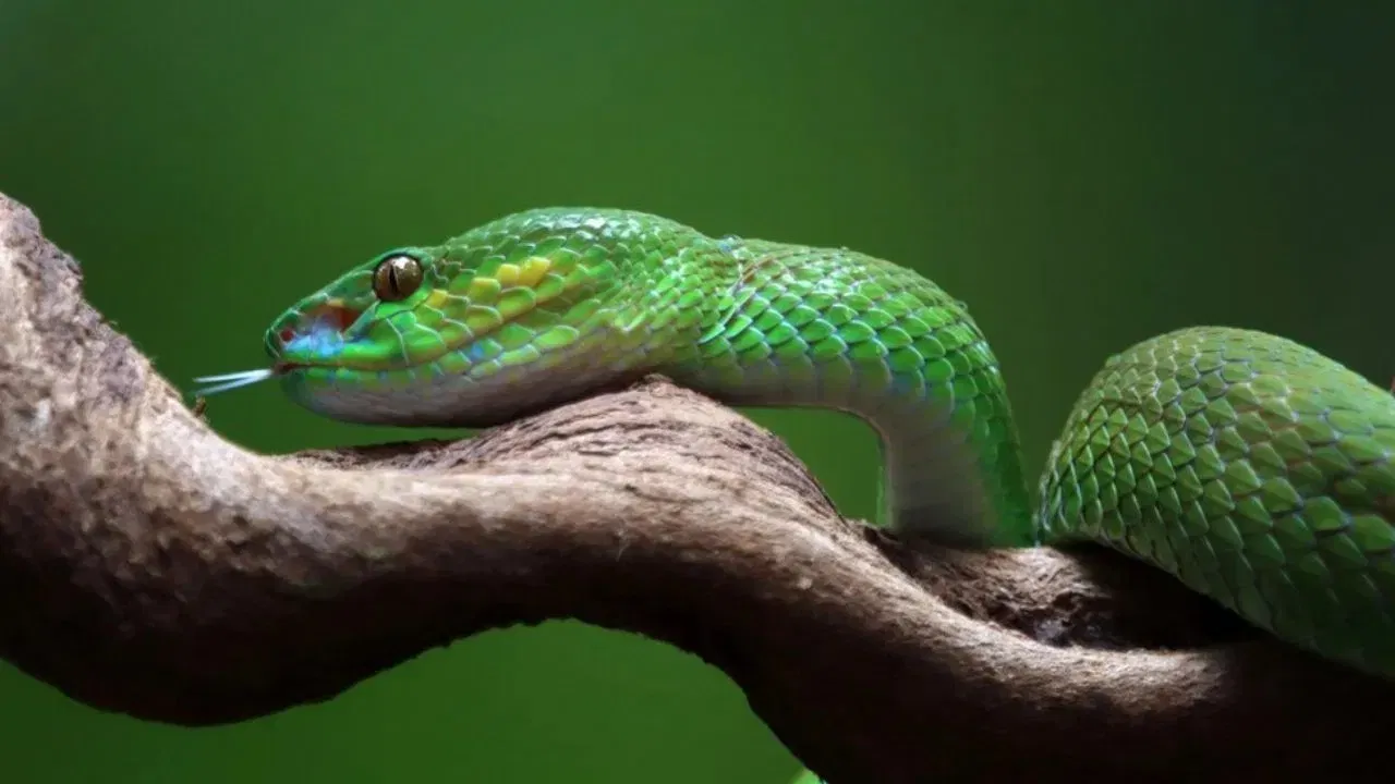 (Disclaimer: ਇਸ ਲੇਖ ਵਿੱਚ ਦਿੱਤੀ ਗਈ ਜਾਣਕਾਰੀ ਅਤੇ ਹੱਲ ਆਮ ਸਮਝ 'ਤੇ ਅਧਾਰਤ ਹਨ। ਟੀਵੀ9ਪੰਜਾਬੀ ਇਹਨਾਂ ਦਾ ਸਮਰਥਨ ਨਹੀਂ ਕਰਦਾ। ਇਹਨਾਂ ਨੂੰ ਅਪਣਾਉਣ ਤੋਂ ਪਹਿਲਾਂ ਕਿਸੇ ਮਾਹਰ ਨਾਲ ਸਲਾਹ ਜਰੂਰ ਕਰੋ।)