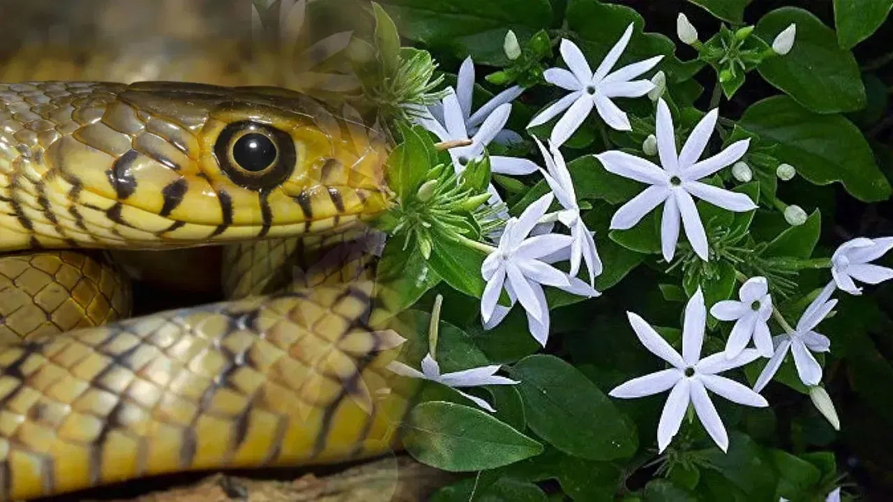 ਸੁਗੰਧਿਤ ਪੌਦੇ ਅਤੇ ਫੁੱਲ: ਸੱਪ ਕੁਝ ਪੌਦਿਆਂ ਅਤੇ ਫੁੱਲਾਂ ਦੀ ਖੁਸ਼ਬੂ ਨੂੰ ਪਿਆਰ ਕਰਦੇ ਹਨ। ਇਸ ਲਈ, ਜੇਕਰ ਘਰ ਦੇ ਆਲੇ-ਦੁਆਲੇ ਖੁਸ਼ਬੂਦਾਰ ਫੁੱਲਾਂ ਵਾਲੇ ਪੌਦੇ ਹਨ, ਤਾਂ ਸੱਪਾਂ ਦੇ ਆਉਣ ਦੀ ਸੰਭਾਵਨਾ ਵੱਧ ਜਾਂਦੀ ਚਮੇਲੀ ਅਤੇ ਕੇਸਰ ਦੇ ਪੌਦੇ ਸੱਪਾਂ ਨੂੰ ਸਭ ਤੋਂ ਵੱਧ ਆਕਰਸ਼ਿਤ ਕਰਦੇ ਹਨ। ਮਾਹਿਰਾਂ ਦੇ ਅਨੁਸਾਰ, ਇਨ੍ਹਾਂ ਫੁੱਲਾਂ ਦੀ ਖੁਸ਼ਬੂ ਕਾਰਨ ਸੱਪ ਹਮੇਸ਼ਾ ਇਨ੍ਹਾਂ ਪੌਦਿਆਂ ਦੇ ਆਲੇ-ਦੁਆਲੇ ਰਹਿੰਦੇ ਹਨ। ਇਸ ਲਈ, ਘਰ ਦੇ ਆਲੇ-ਦੁਆਲੇ ਅਜਿਹੇ ਪੌਦੇ ਲਗਾਉਂਦੇ ਸਮੇਂ ਸਾਵਧਾਨ ਰਹੋ।