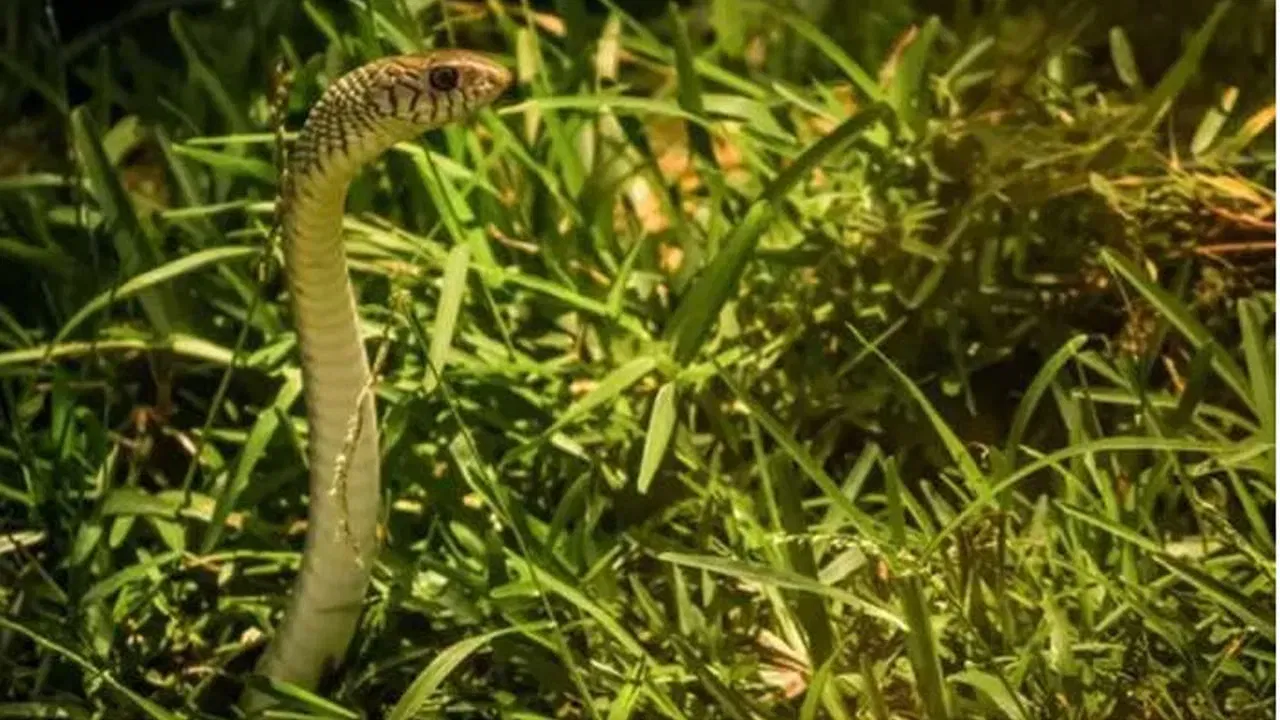 ਸੰਘਣੀਆਂ ਝਾੜੀਆਂ ਅਤੇ ਉੱਚੇ ਰੁੱਖ: ਤੁਹਾਡੇ ਘਰ ਦੇ ਆਲੇ-ਦੁਆਲੇ ਸੰਘਣੀਆਂ ਝਾੜੀਆਂ, ਖਾਸ ਕਰਕੇ ਬੇਰੀ ਦੀਆਂ ਝਾੜੀਆਂ, ਕਈ ਛੋਟੇ ਜਾਨਵਰ, ਪੰਛੀਆਂ ਅਤੇ ਕੀੜਿਆਂ ਨੂੰ ਆਕਰਸ਼ਿਤ ਕਰਦੀਆਂ ਹਨ। ਇਹ ਜਾਨਵਰ ਸੱਪਾਂ ਲਈ ਵਧੀਆ ਭੋਜਨ ਬਣ ਜਾਂਦੇ ਹਨ। ਮਾਹਿਰਾਂ ਦੇ ਅਨੁਸਾਰ, ਜੇਕਰ ਘਰ ਦੇ ਆਲੇ-ਦੁਆਲੇ ਉੱਚੀ ਘਾਹ ਅਤੇ ਸੰਘਣੀ ਝਾੜੀਆਂ ਹੁੰਦੀਆਂ ਹਨ, ਤਾਂ ਇਹ ਸੱਪਾਂ ਦੇ ਰਹਿਣ ਲਈ ਇੱਕ ਚੰਗੀ ਜਗ੍ਹਾ ਹੈ। ਇਸ ਲਈ, ਘਰ ਦੇ ਆਲੇ-ਦੁਆਲੇ ਦੇ ਇਲਾਕੇ ਨੂੰ ਹਮੇਸ਼ਾ ਸਾਫ਼ ਅਤੇ ਖੁੱਲ੍ਹਾ ਰੱਖੋ। ਇਹਨਾਂ ਸਾਵਧਾਨੀਆਂ ਨੂੰ ਵਰਤ ਕੇ, ਸੱਪਾਂ ਦੇ ਖ਼ਤਰੇ ਤੋਂ ਬਚਿਆ ਜਾ ਸਕਦਾ ਹੈ।