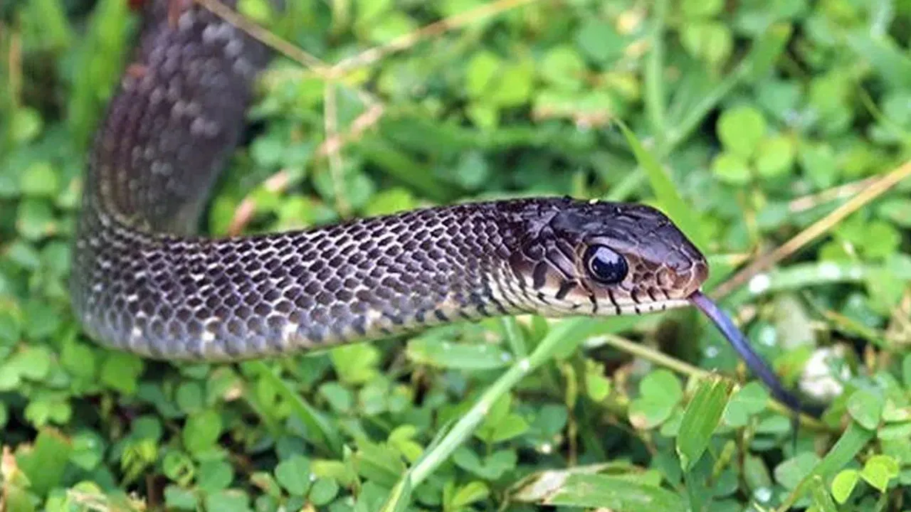 ਵੇਲਾਂ ਅਤੇ ਸੰਘਣੀ ਘਾਹ: ਸੱਪ ਘਰ ਦੇ ਆਲੇ-ਦੁਆਲੇ ਜ਼ਮੀਨ 'ਤੇ ਉੱਗੀਆਂ ਵੇਲਾਂ ਅਤੇ ਸੰਘਣੀ ਘਾਹ ਨੂੰ ਪਿਆਰ ਕਰਦੇ ਹਨ। ਇਹ ਪੌਦੇ ਸੱਪਾਂ ਲਈ ਠੰਡਾ ਅਤੇ ਸੁਰੱਖਿਅਤ ਵਾਤਾਵਰਣ ਬਣਾਉਂਦੇ ਹਨ। ਸੱਪ ਅਜਿਹੀਆਂ ਸੰਘਣੀਆਂ ਥਾਵਾਂ 'ਤੇ ਲੁਕ ਸਕਦੇ ਹਨ ਅਤੇ ਉਨ੍ਹਾਂ ਨੂੰ ਭੋਜਨ ਵਜੋਂ ਕੀੜੇ ਵੀ ਆਸਾਨੀ ਨਾਲ ਮਿਲ ਜਾਂਦੇ ਹਨ। ਇਸ ਲਈ, ਜੇਕਰ ਘਰ ਦੇ ਆਲੇ-ਦੁਆਲੇ ਅਜਿਹੇ ਘਾਹ ਜਾਂ ਵੇਲਾਂ ਉੱਗ ਰਹੀਆਂ ਹਨ, ਤਾਂ ਉਨ੍ਹਾਂ ਨੂੰ ਨਿਯਮਿਤ ਤੌਰ 'ਤੇ ਕੱਟਦੇ ਰਹੋ।