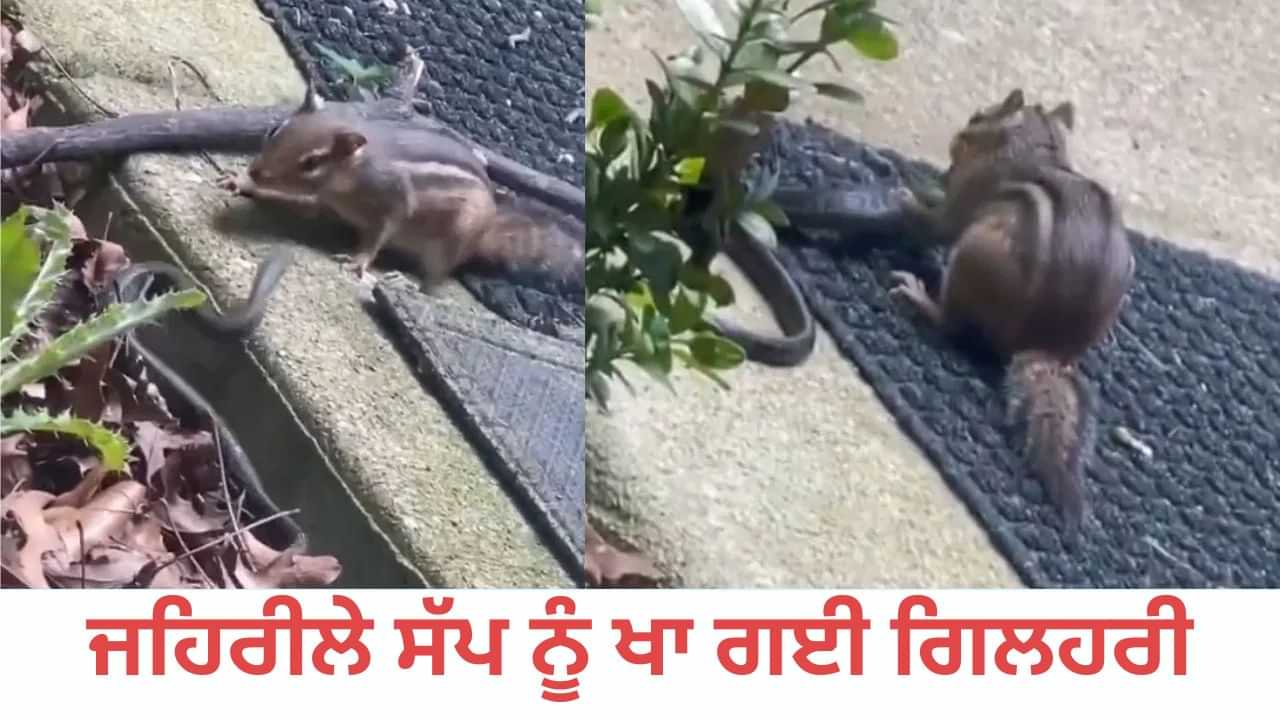 Shocking Video: ਸੱਪ ਨਾਲੋਂ ਵੀ ਜਿਆਦਾ ਖ਼ਤਰਨਾਕ ਗਿਲਹਰੀ, ਜ਼ਹਿਰੀਲੇ ਨਾਗ ਨੂੰ ਜ਼ਿੰਦਾ ਹੀ ਚਬਾ ਗਈ; VIDEO ਦੇਖ ਕੇ ਦੰਗ ਰਹਿ ਗਏ ਲੋਕ Shocking Video: ਸੱਪ ਨਾਲੋਂ ਵੀ ਜਿਆਦਾ ਖ਼ਤਰਨਾਕ ਗਿਲਹਰੀ, ਜ਼ਹਿਰੀਲੇ ਨਾਗ ਨੂੰ ਜ਼ਿੰਦਾ ਹੀ ਚਬਾ ਗਈ; VIDEO ਦੇਖ ਕੇ ਦੰਗ ਰਹਿ ਗਏ ਲੋਕ