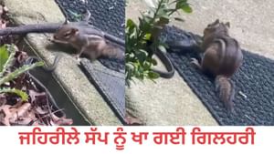 ਜ਼ਹਿਰੀਲੇ ਨਾਗ ਨੂੰ ਜ਼ਿੰਦਾ ਹੀ ਚਬਾ ਗਈ ਗਿਲਹਰੀ; VIDEO ਦੇਖ ਕੇ ਦੰਗ ਰਹਿ ਗਏ ਲੋਕ