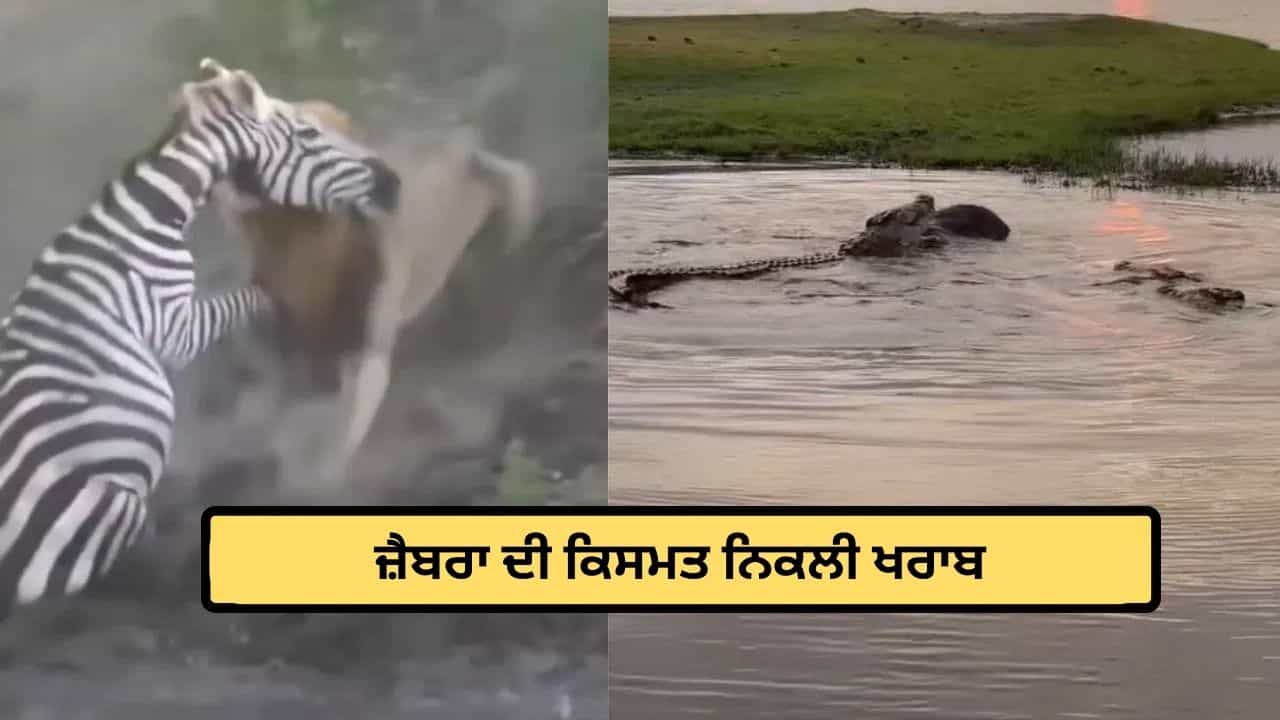 ਸ਼ੇਰ ਤੋਂ ਬੱਚਿਆ ਤਾਂ ਮਗਰਮੱਛ ਦੇ ਜਬਾੜਿਆਂ ਵਿੱਚ ਫਸਿਆ ਜੈਬਰਾ, ਫੇਰ ਜੋ ਹੋਇਆ... Video ਨੇ ਉੱਡਾਏ ਹੋਸ਼! ਸ਼ੇਰ ਤੋਂ ਬੱਚਿਆ ਤਾਂ ਮਗਰਮੱਛ ਦੇ ਜਬਾੜਿਆਂ ਵਿੱਚ ਫਸਿਆ ਜੈਬਰਾ, ਫੇਰ ਜੋ ਹੋਇਆ... Video ਨੇ ਉੱਡਾਏ ਹੋਸ਼!