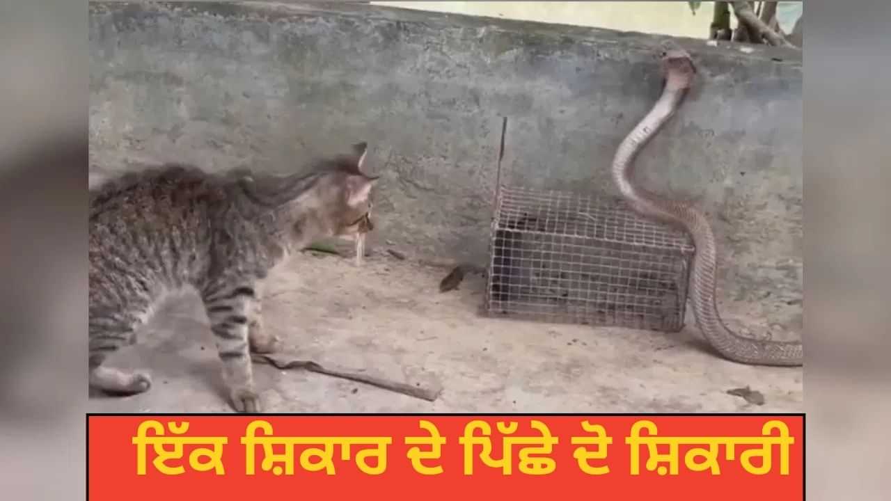 ਚੂਹੇ ਲਈ ਬਿੱਲੀ ਅਤੇ ਸੱਪ ਦੇ ਵਿਚਕਾਰ ਛਿੱੜ੍ਹੀ ਜੰਗ, ਫਿਰ ਜੋ ਹੋਇਆ ਦੇਖਕੇ ਤੁਹਾਨੂੰ ਨਹੀਂ ਹੋਵੇਗਾ ਯਕੀਨ ਚੂਹੇ ਲਈ ਬਿੱਲੀ ਅਤੇ ਸੱਪ ਦੇ ਵਿਚਕਾਰ ਛਿੱੜ੍ਹੀ ਜੰਗ, ਫਿਰ ਜੋ ਹੋਇਆ ਦੇਖਕੇ ਤੁਹਾਨੂੰ ਨਹੀਂ ਹੋਵੇਗਾ ਯਕੀਨ