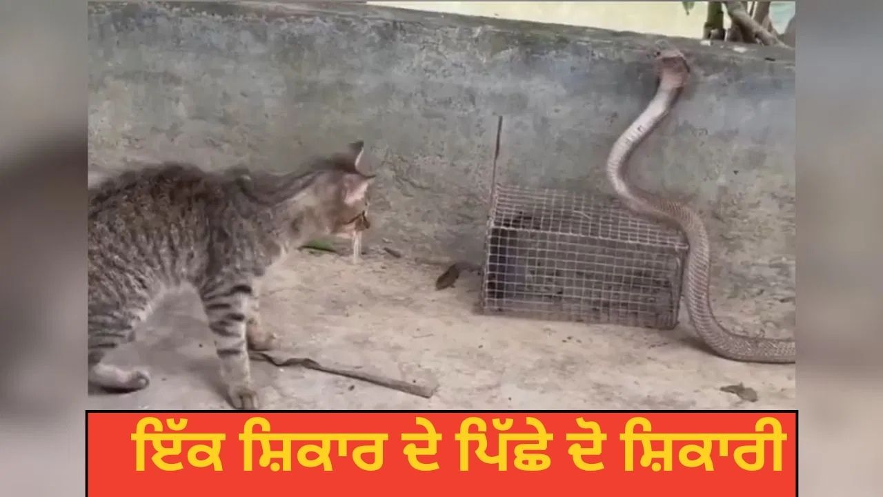 ਚੂਹੇ ਲਈ ਬਿੱਲੀ ਅਤੇ ਸੱਪ ਦੇ ਵਿਚਕਾਰ ਛਿੱੜ੍ਹੀ ਜੰਗ, ਫਿਰ ਜੋ ਹੋਇਆ ਦੇਖਕੇ ਤੁਹਾਨੂੰ ਨਹੀਂ ਹੋਵੇਗਾ ਯਕੀਨ