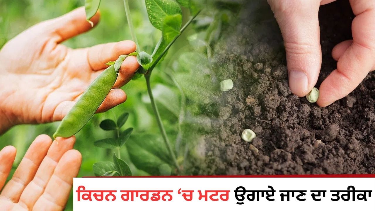 ਅਕਤੂਬਰ 'ਚ ਆਪਣੇ ਕਿਚਨ ਗਾਰਡਨ ਵਿਚ ਲਗਾ ਲਓ ਮਟਰ ਦਾ ਪੌਦਾ, ਸਰਦੀਆਂ ਵਿੱਚ ਲਓ ਆਨੰਦ