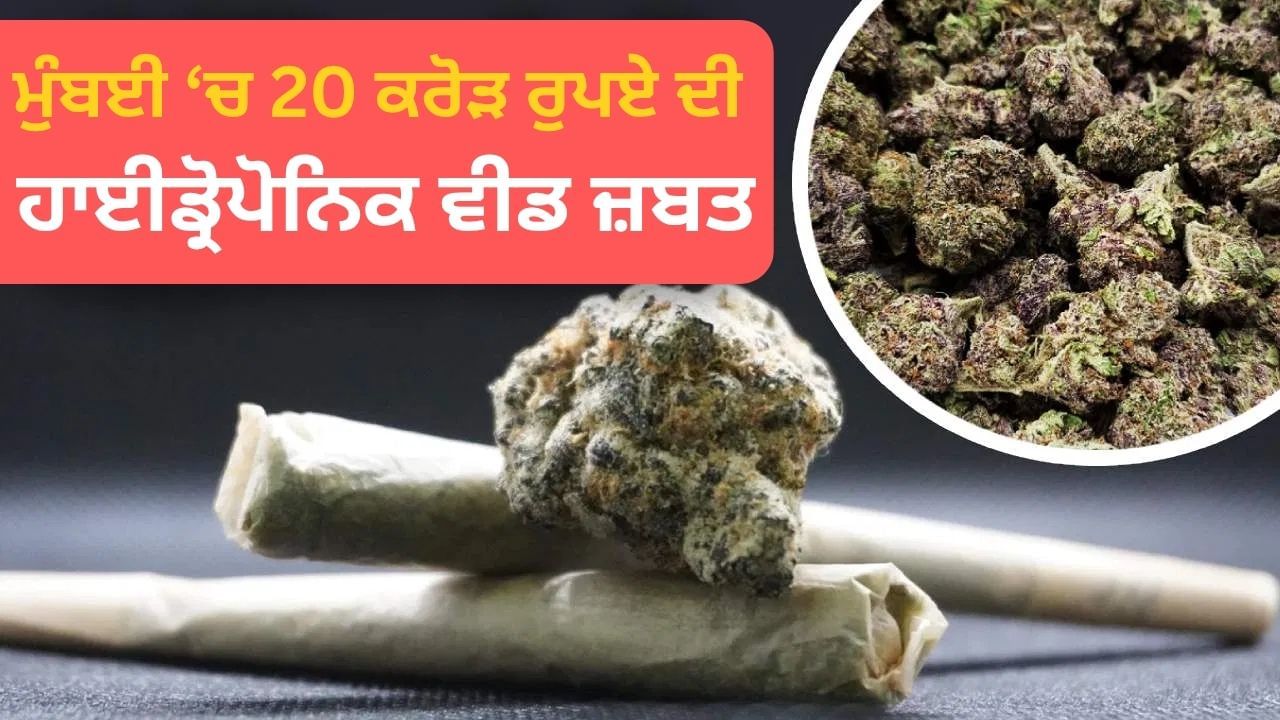 ਮਹਿੰਗਾ ਨਸ਼ਾ, ਕੀ ਹੈ ਹਾਈਡ੍ਰੋਪੋਨਿਕ ਵੀਡ? ਇਹ ਗਾਂਜੇ ਨਾਲੋਂ ਕਿੰਨੀ ਵੱਖਰੀ ਹੈ? ਪਕੜੇ ਜਾਣ ‘ਤੇ ਕਿੰਨੇ ਸਾਲ ਦੀ ਸਜ਼ਾ ਮਹਿੰਗਾ ਨਸ਼ਾ, ਕੀ ਹੈ ਹਾਈਡ੍ਰੋਪੋਨਿਕ ਵੀਡ? ਇਹ ਗਾਂਜੇ ਨਾਲੋਂ ਕਿੰਨੀ ਵੱਖਰੀ ਹੈ? ਪਕੜੇ ਜਾਣ ‘ਤੇ ਕਿੰਨੇ ਸਾਲ ਦੀ ਸਜ਼ਾ