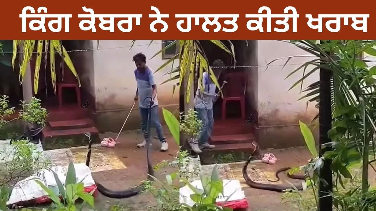 ਕਿੰਗ ਕੋਬਰਾ ਨੂੰ ਫੜਨ 'ਚ  ਸ਼ਖਸ ਦੇ ਛੁੱਟੇ ਪਸੀਨੇ, ਨਹੀਂ ਦੇਖਿਆ ਹੋਵੇਗਾ ਅਜਿਹਾ ਖ਼ਤਰਨਾਕ ਮੰਜ਼ਰ