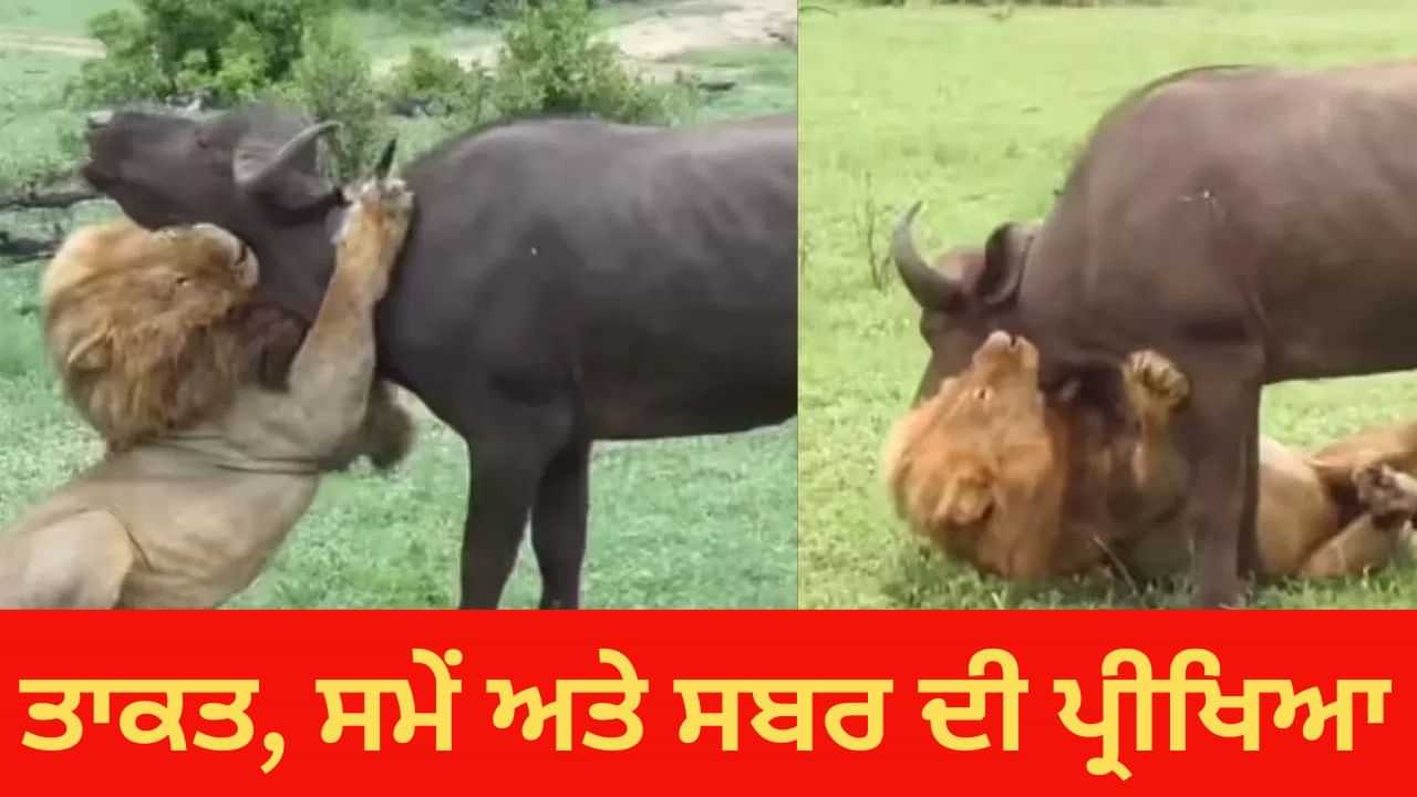 Shocking Video: ਬੱਬਰ ਸ਼ੇਰ ਨੇ ਵੇਖਦੇ ਹੀ ਵੇਖਦੇ ਖਤਮ ਕਰ ਦਿੱਤੀ ਮੱਝ, ਡੇਢ ਮਿੰਟ ਵਿੱਚ ਬਣਾ ਲਿਆ ਸ਼ਿਕਾਰ Shocking Video: ਬੱਬਰ ਸ਼ੇਰ ਨੇ ਵੇਖਦੇ ਹੀ ਵੇਖਦੇ ਖਤਮ ਕਰ ਦਿੱਤੀ ਮੱਝ, ਡੇਢ ਮਿੰਟ ਵਿੱਚ ਬਣਾ ਲਿਆ ਸ਼ਿਕਾਰ