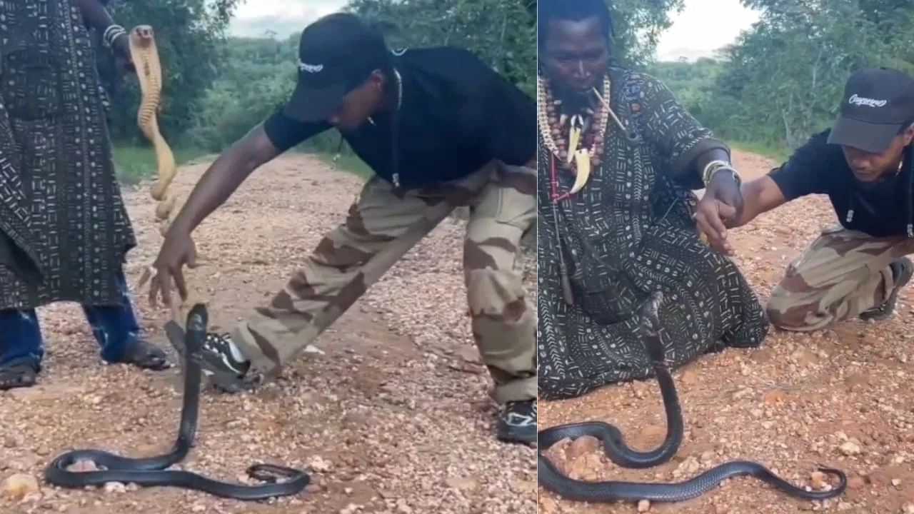 ਬੰਦੇ ਨੇ ਸਿਖਾਈ ਕਿੰਗ ਕੋਬਰਾ ਫੜਨ ਦੀ ਨਿੰਜਾ ਤਕਨੀਕ, ਦੇਖੋ ਸੱਪ ਨੂੰ ਕਿਵੇਂ ਕੀਤਾ ਜਾਂਦਾ ਹੈ ਕਾਬੂ ਬੰਦੇ ਨੇ ਸਿਖਾਈ ਕਿੰਗ ਕੋਬਰਾ ਫੜਨ ਦੀ ਨਿੰਜਾ ਤਕਨੀਕ, ਦੇਖੋ ਸੱਪ ਨੂੰ ਕਿਵੇਂ ਕੀਤਾ ਜਾਂਦਾ ਹੈ ਕਾਬੂ