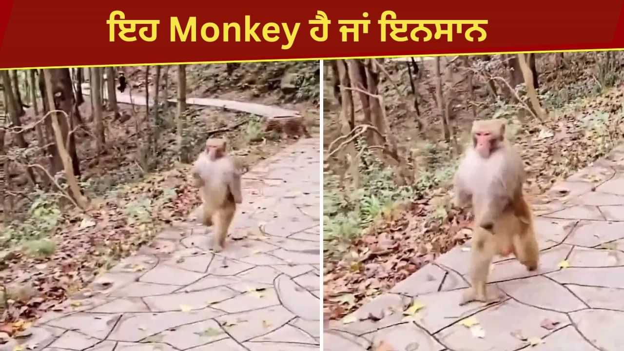 ਇਨਸਾਨਾਂ ਵਾਂਗ ਦੋ ਲੱਤਾਂ ਤੇ ਦੌੜਦਾ ਦਿੱਖਿਆ ਬਾਂਦਰ, Viral Video ਨੇ ਕੀਤਾ ਲੋਕਾਂ ਨੂੰ ਹੈਰਾਨ ਇਨਸਾਨਾਂ ਵਾਂਗ ਦੋ ਲੱਤਾਂ ਤੇ ਦੌੜਦਾ ਦਿੱਖਿਆ ਬਾਂਦਰ, Viral Video ਨੇ ਕੀਤਾ ਲੋਕਾਂ ਨੂੰ ਹੈਰਾਨ