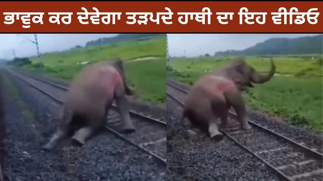 ਟ੍ਰੇਨ ਹਾਦਸੇ ਦਾ ਸ਼ਿਕਾਰ ਹੋਇਆ ਹਾਥੀ, ਪਟੜੀ ਦੇ ਕਿਨਾਰੇ ਲਗਾ ਤੜਫਣ, ਦਿਲ ਦਹਿਲਾ ਦੇਣ ਵਾਲਾ ਵੀਡਿਓ ਵਾਇਰਲ