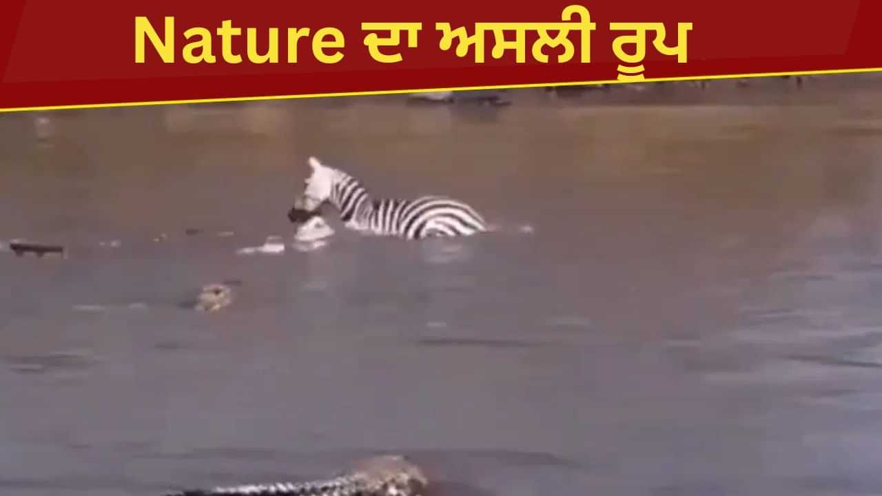 VIDEO: ਜੇਬਰਾ ਨੇ ਜਿਵੇ ਪਾਣੀ ਵਿੱਚ ਕਦਮ ਰੱਖਿਆ, ਬਦਲ ਗਿਆ ਨਜ਼ਾਰਾ ਮਗਰਮੱਛਾਂ ਨੇ ਕੀਤਾ ਖ਼ੌਫ਼ਨਾਕ ਹਮਲਾ VIDEO: ਜੇਬਰਾ ਨੇ ਜਿਵੇ ਪਾਣੀ ਵਿੱਚ ਕਦਮ ਰੱਖਿਆ, ਬਦਲ ਗਿਆ ਨਜ਼ਾਰਾ ਮਗਰਮੱਛਾਂ ਨੇ ਕੀਤਾ ਖ਼ੌਫ਼ਨਾਕ ਹਮਲਾ