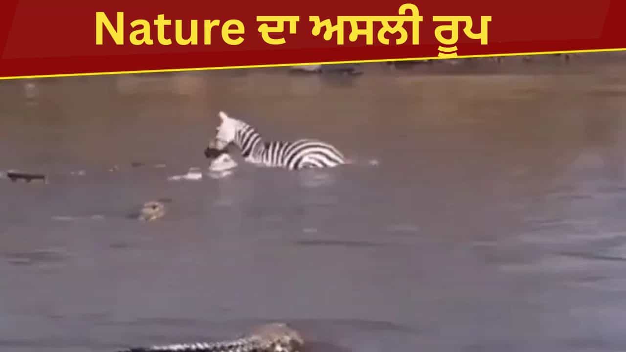 VIDEO: ਜੇਬਰਾ ਨੇ ਜਿਵੇ ਪਾਣੀ ਵਿੱਚ ਕਦਮ ਰੱਖਿਆ, ਬਦਲ ਗਿਆ ਨਜ਼ਾਰਾ ਮਗਰਮੱਛਾਂ ਨੇ ਕੀਤਾ ਖ਼ੌਫ਼ਨਾਕ ਹਮਲਾ VIDEO: ਜੇਬਰਾ ਨੇ ਜਿਵੇ ਪਾਣੀ ਵਿੱਚ ਕਦਮ ਰੱਖਿਆ, ਬਦਲ ਗਿਆ ਨਜ਼ਾਰਾ ਮਗਰਮੱਛਾਂ ਨੇ ਕੀਤਾ ਖ਼ੌਫ਼ਨਾਕ ਹਮਲਾ