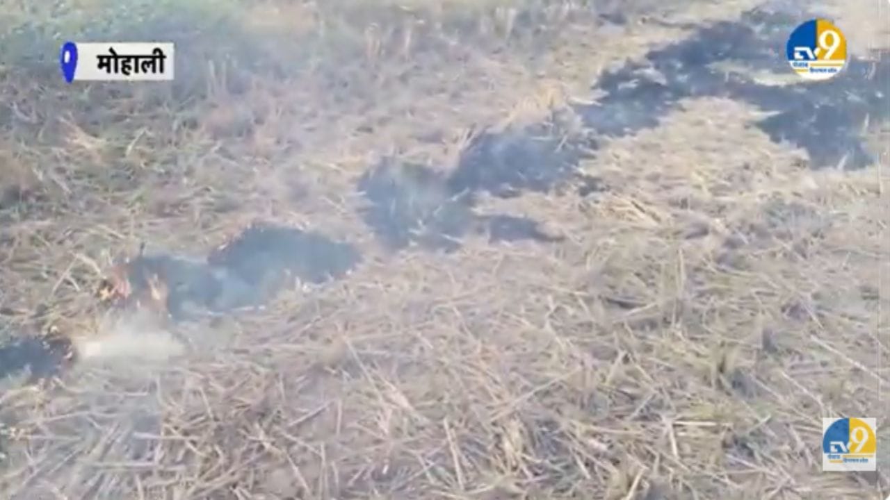 Parali News: ਪੰਜਾਬ ਵਿੱਚ ਖੁੱਲ੍ਹੇਆਮ ਸਾੜੀ ਜਾ ਰਹੀ ਪਰਾਲੀ, TV9 ਦੀ ਜ਼ਮੀਨੀ ਰਿਪੋਰਟ
