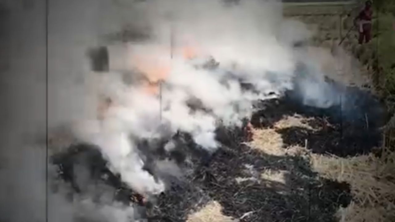 ਪੰਜਾਬ ਵਿੱਚ ਵਧੇ ਪਰਾਲੀ ਸਾੜਨ ਦੇ ਮਾਮਲੇ , ਜਾਣੋ ਕਿੰਨੀਆਂ ਹੋਈਆਂ FIR?